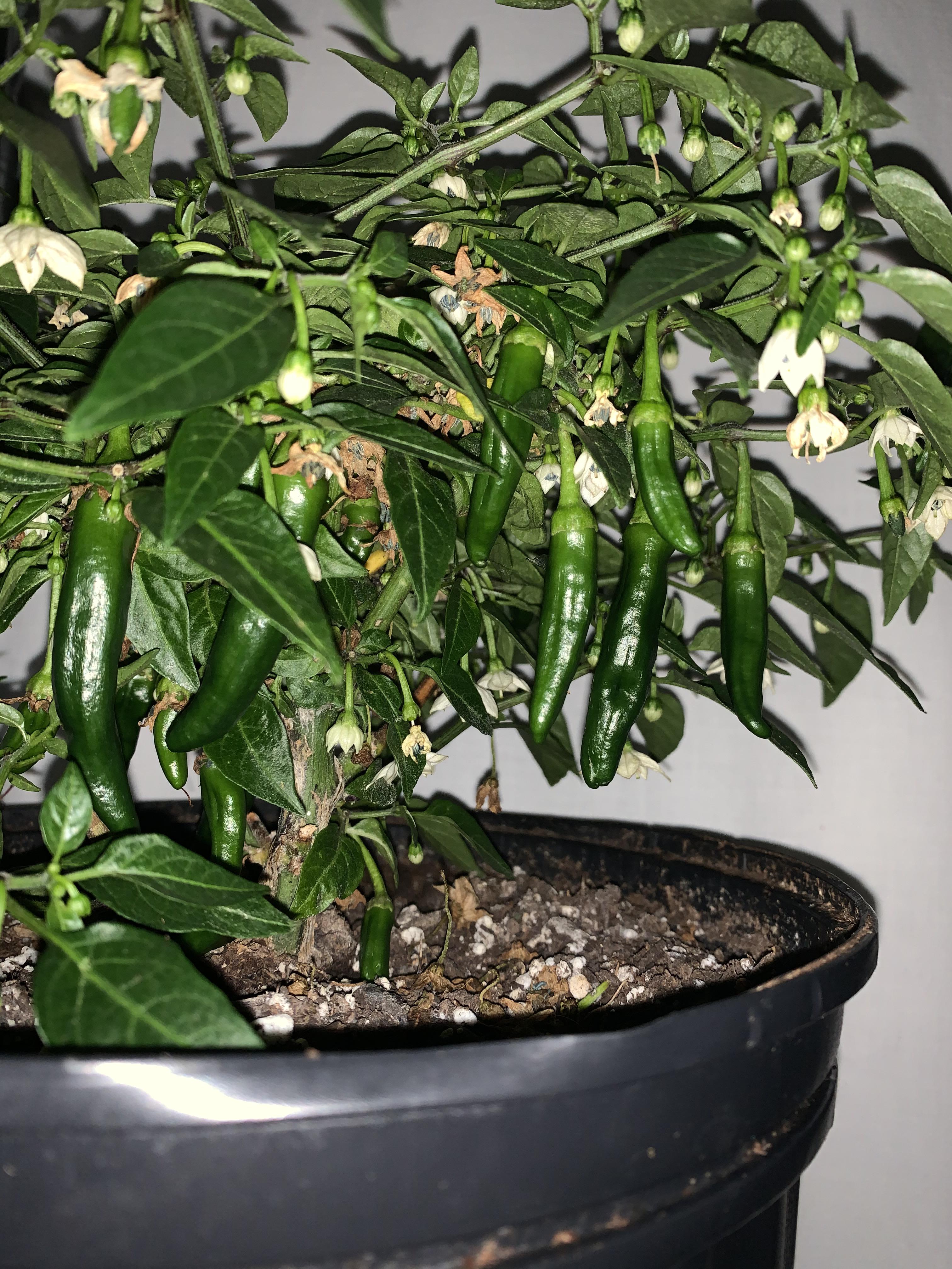 Night time shot of my pepper plant r/HotPeppers