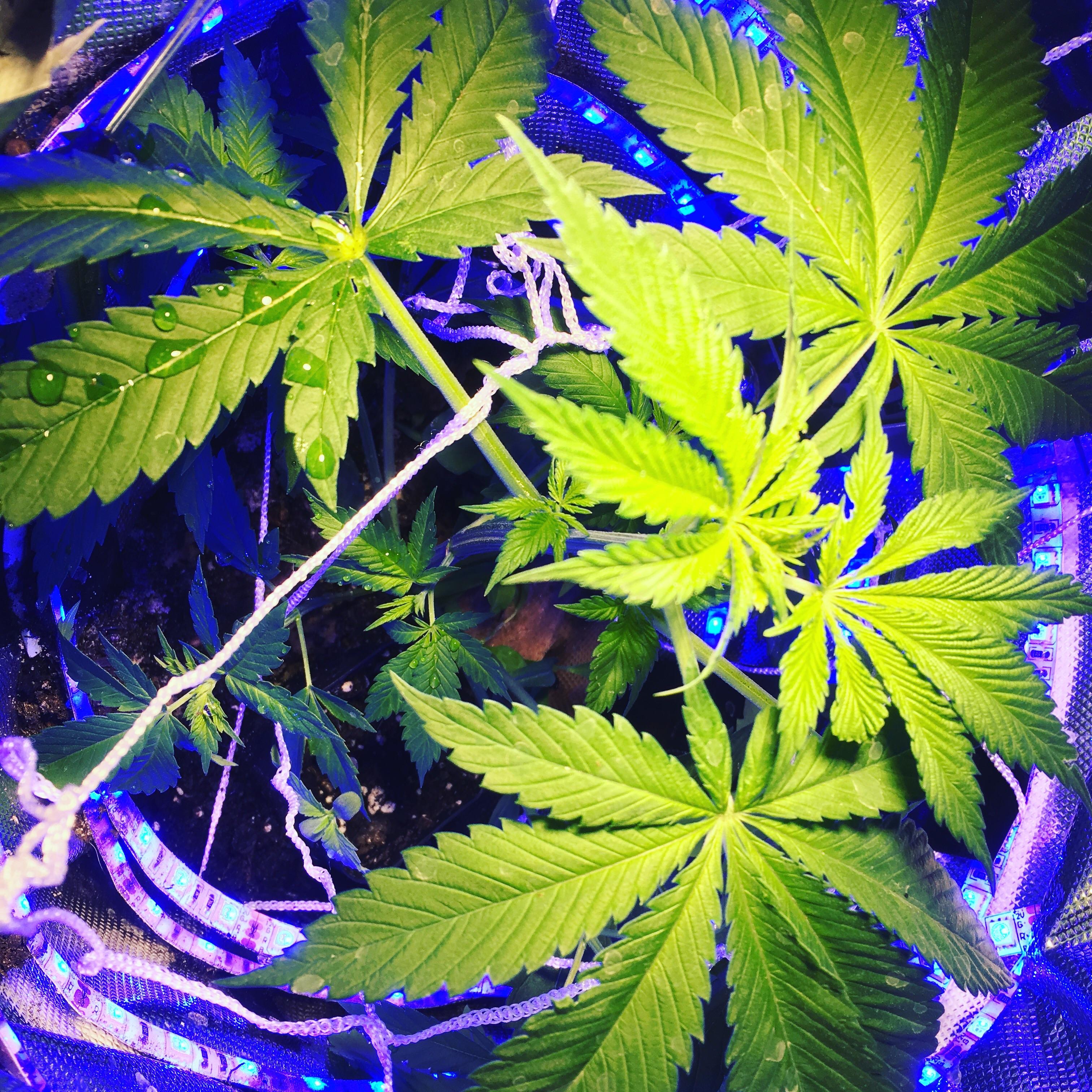 Space bucket strain unknown r/SpaceBuckets