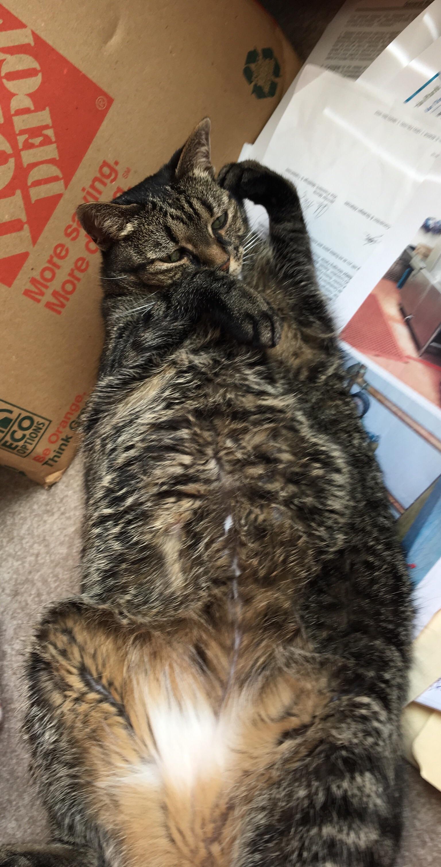 Fat lump of cat r/aww