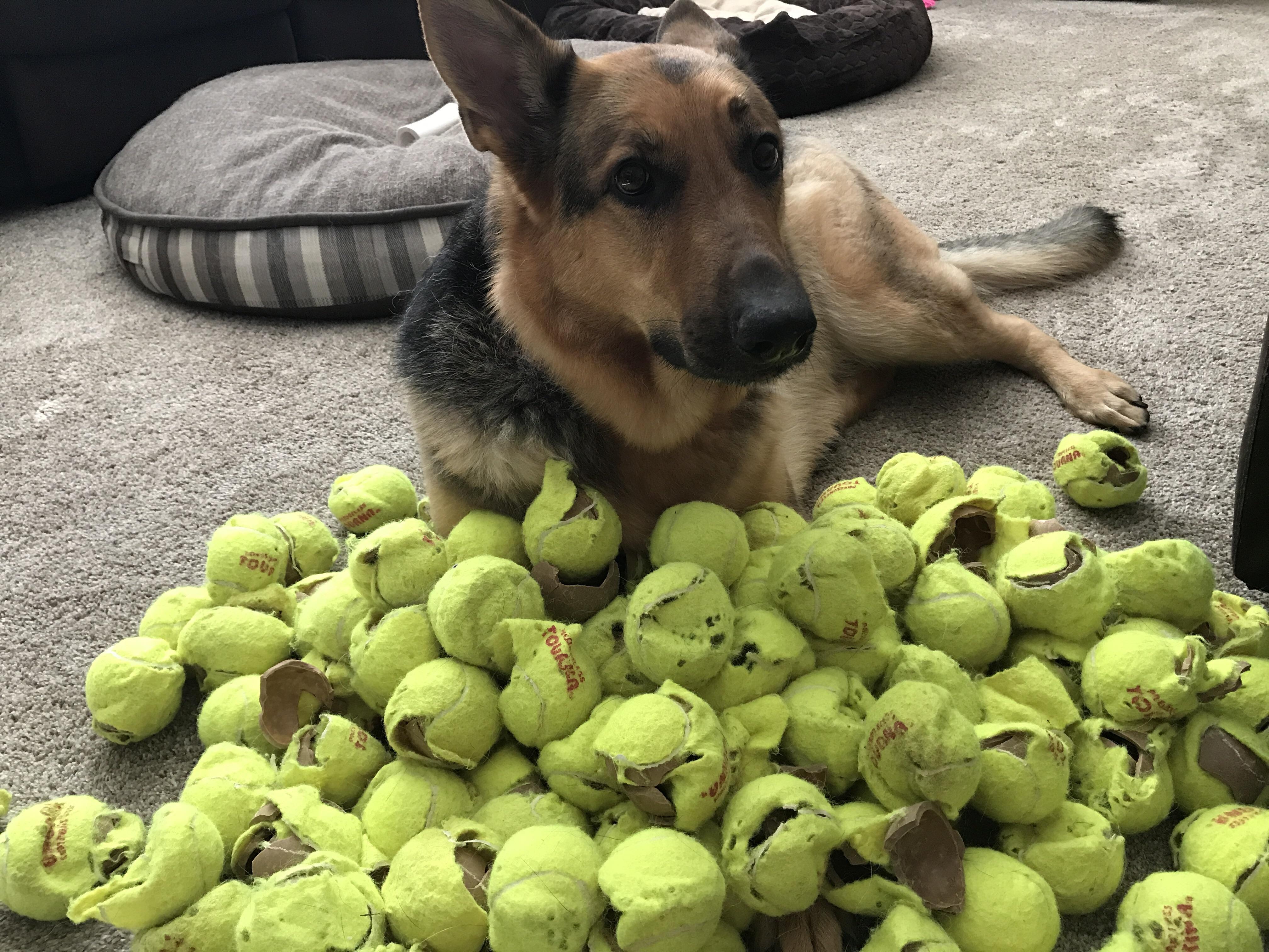 Our German Shepherd loves to destroy tennis balls... r/aww