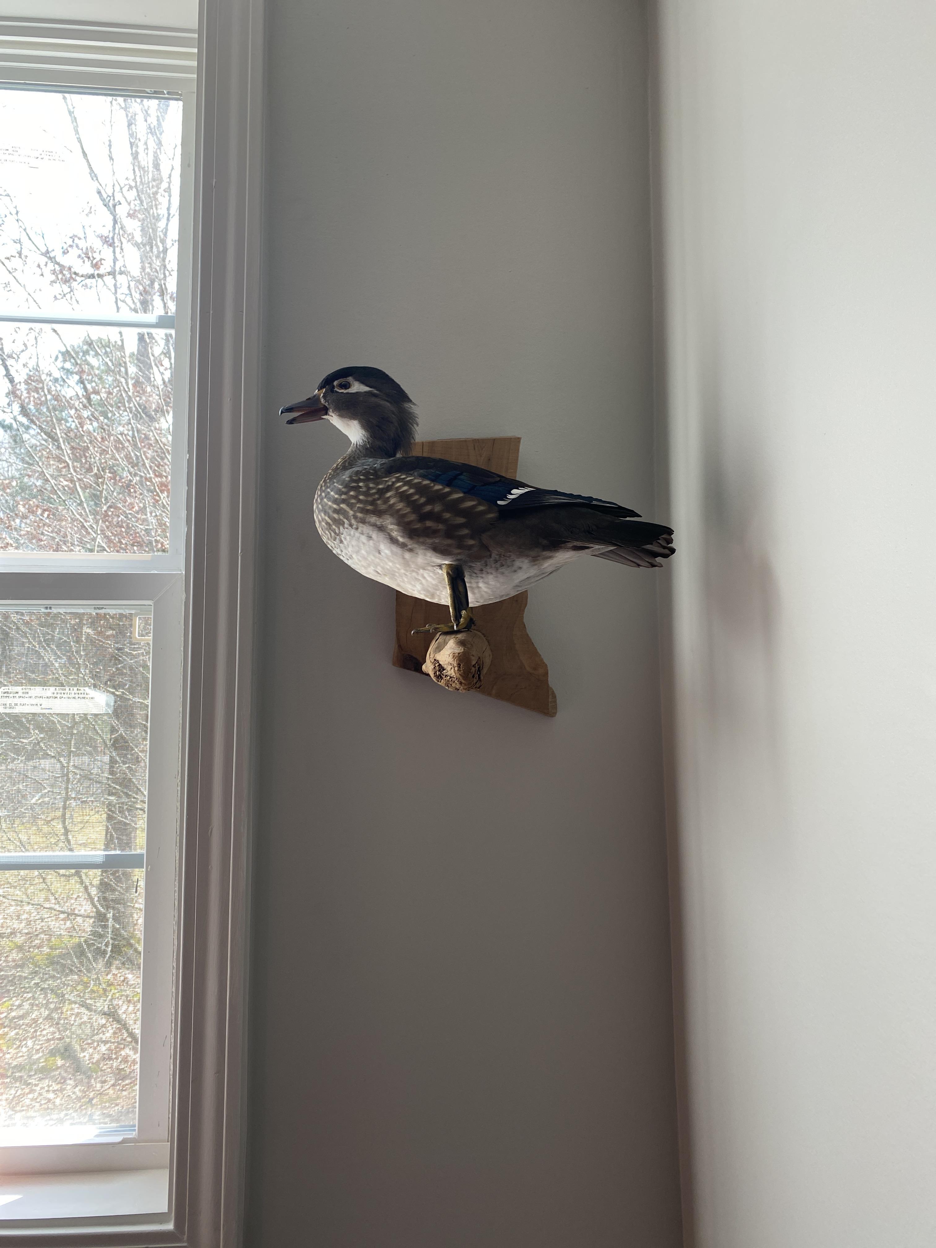 My wood duck mount I got from the taxidermist. Killed her last year