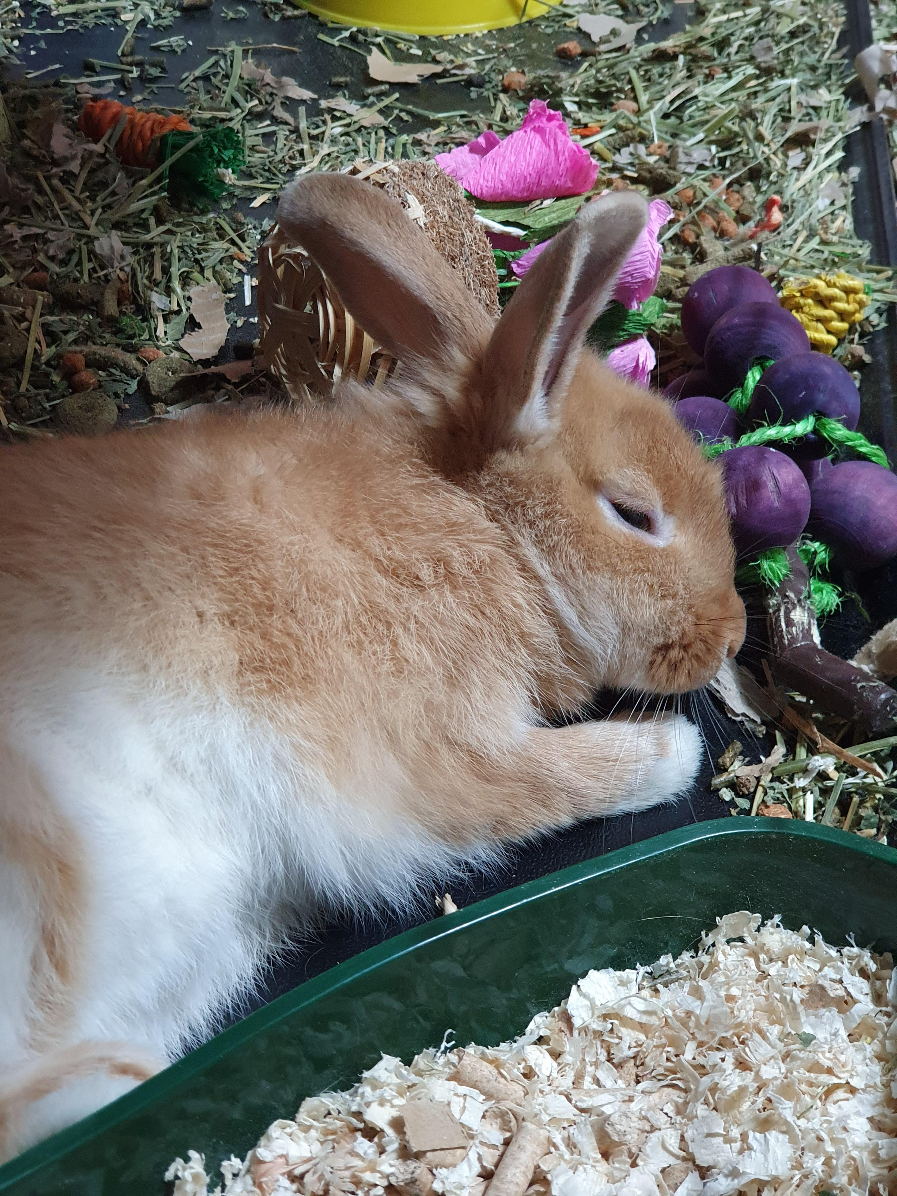 It's a quiet life 😂🐰 r/Rabbits