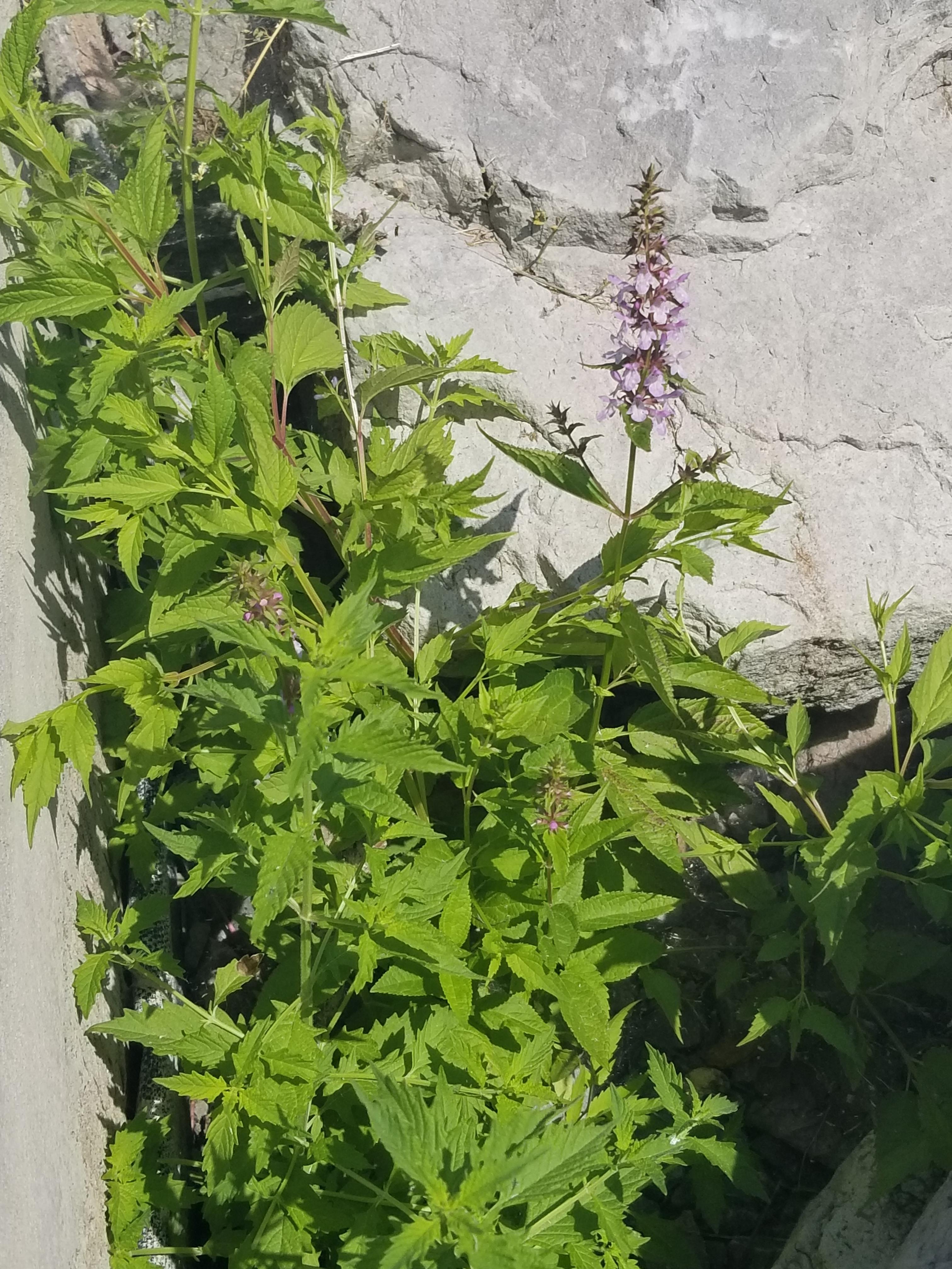 Zone 6b NY, mint family so opposite leaves and square stem. r