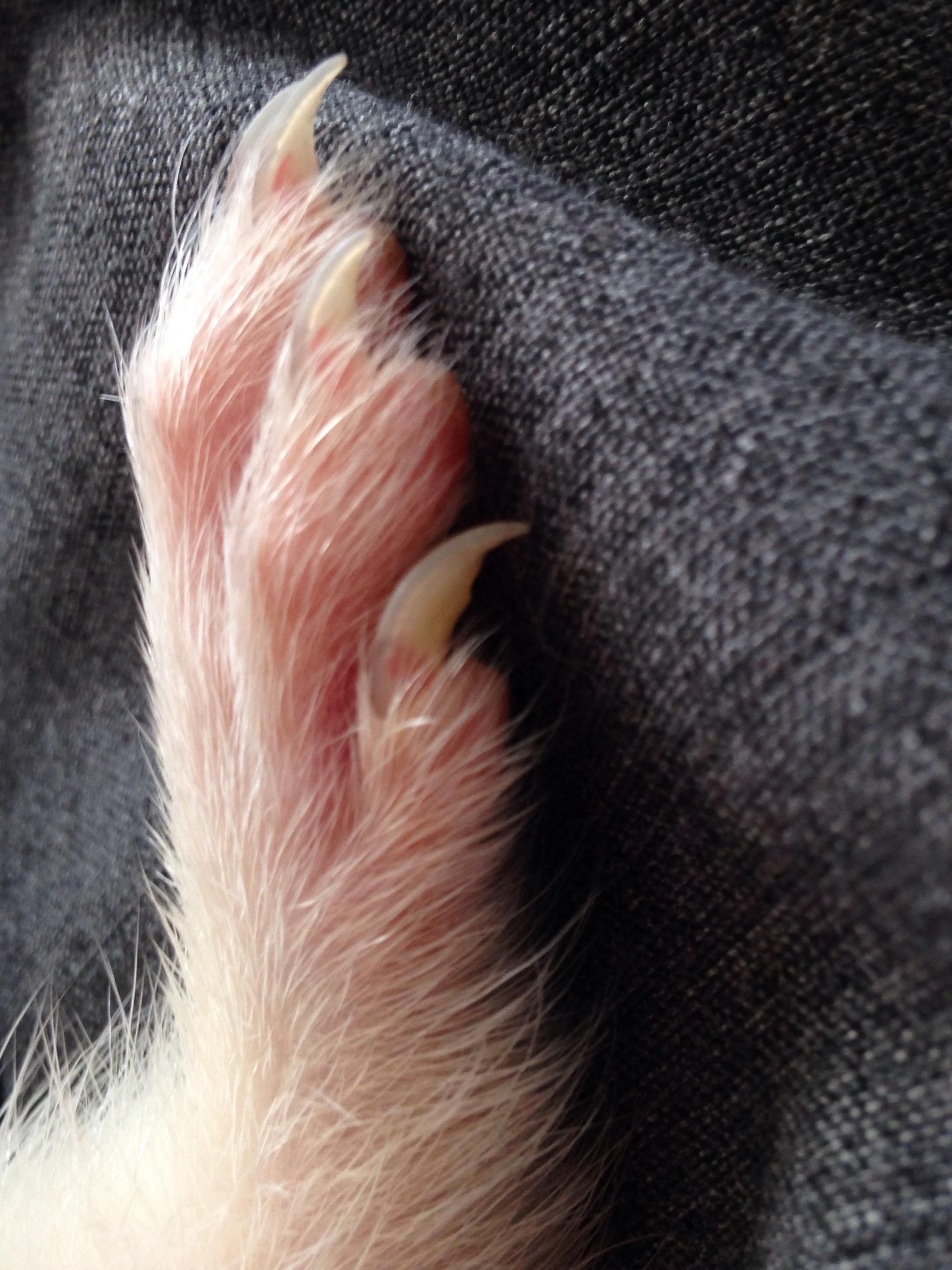 ferret nail clipping r/ferrets