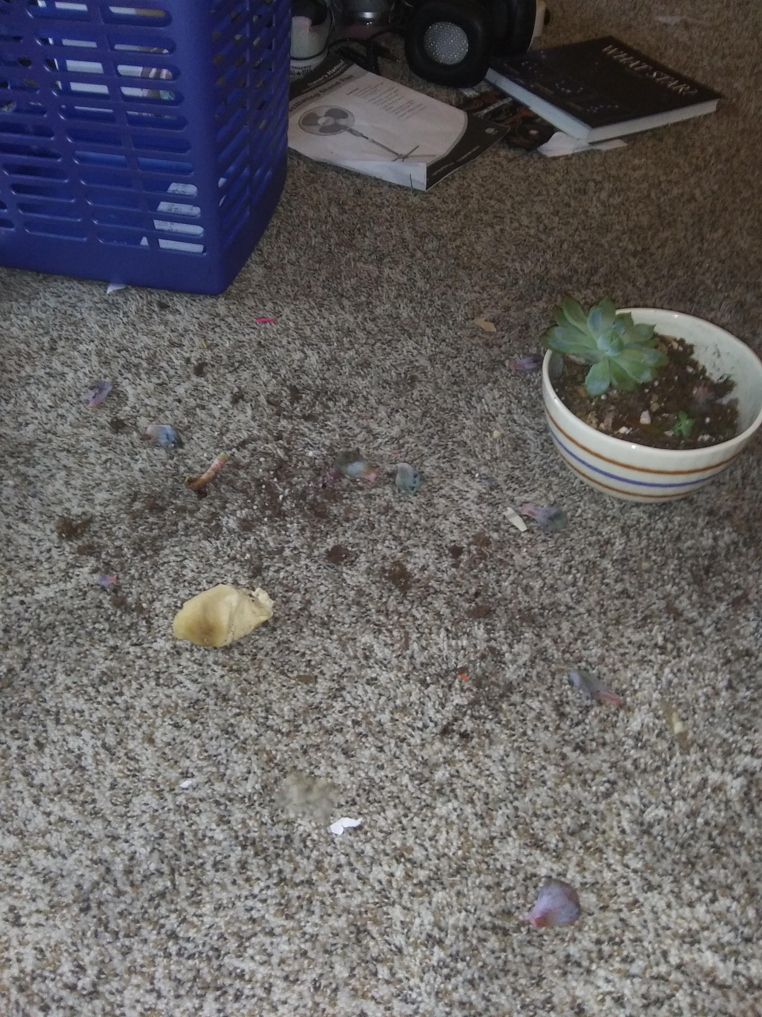 My dog destroyed one of my echevareias r/succulents