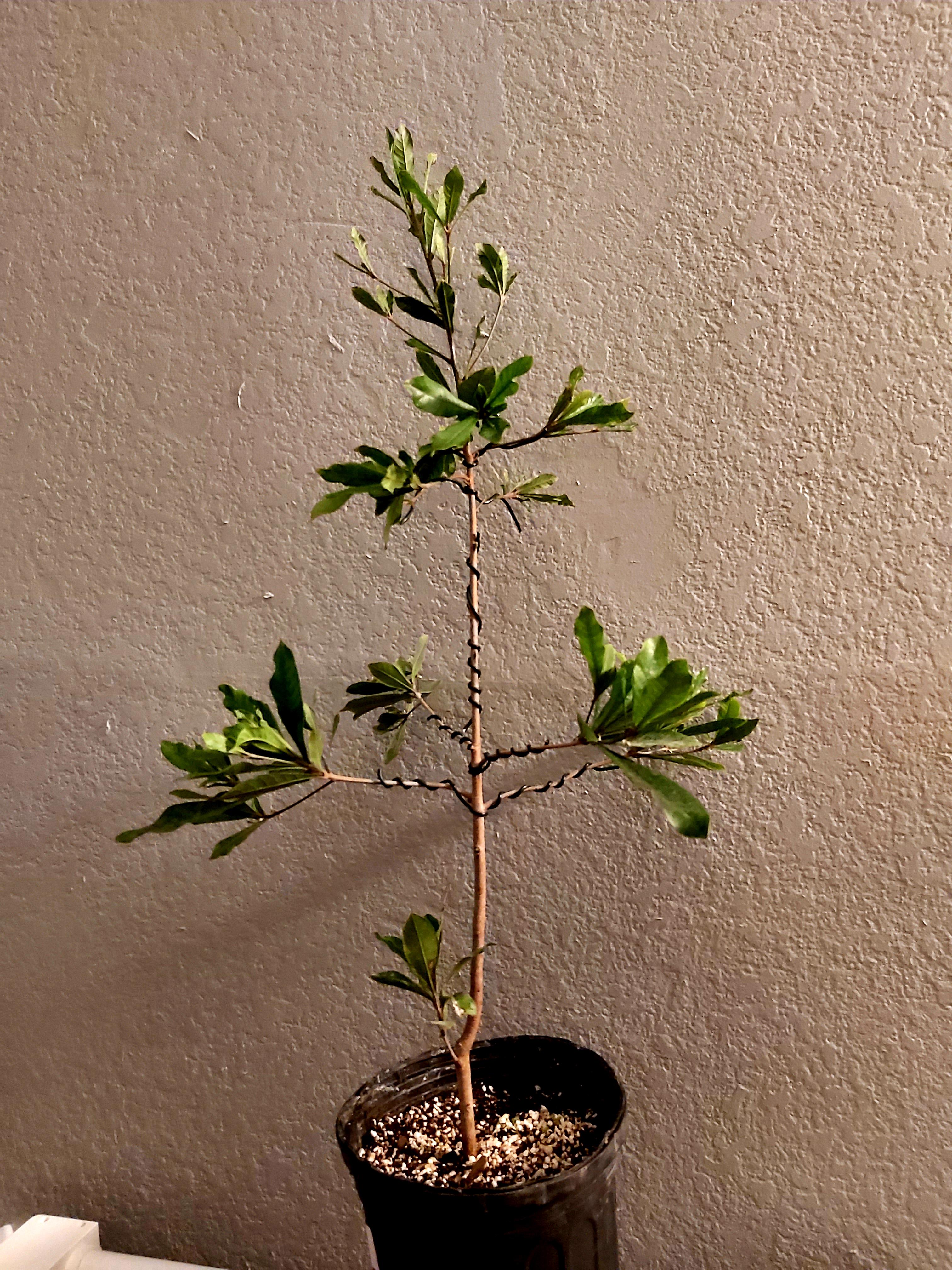 My Miracle Fruit tree! Any suggestions I'm new to wiring this