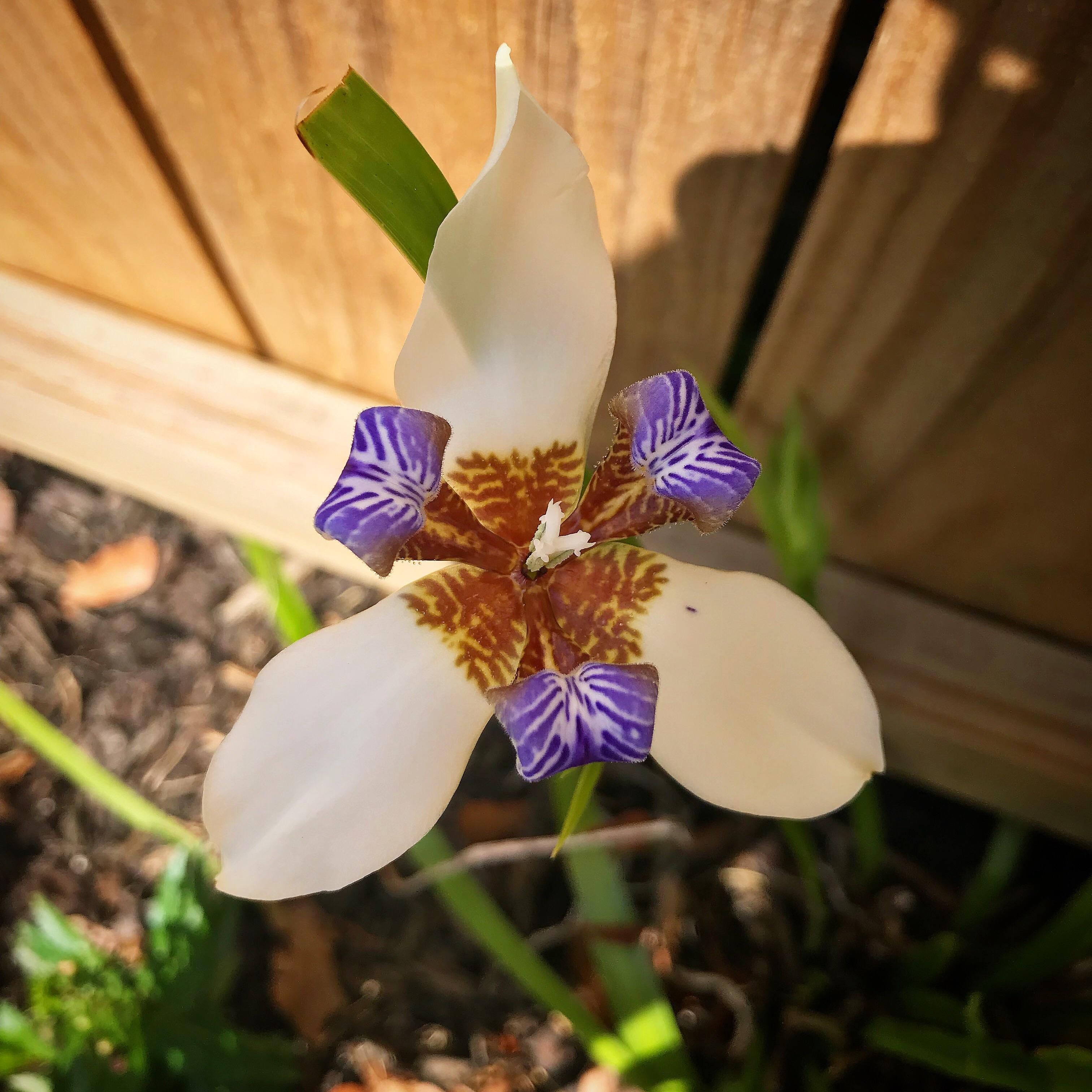 This Walking Iris finally bloomed after receiving it as a pass around