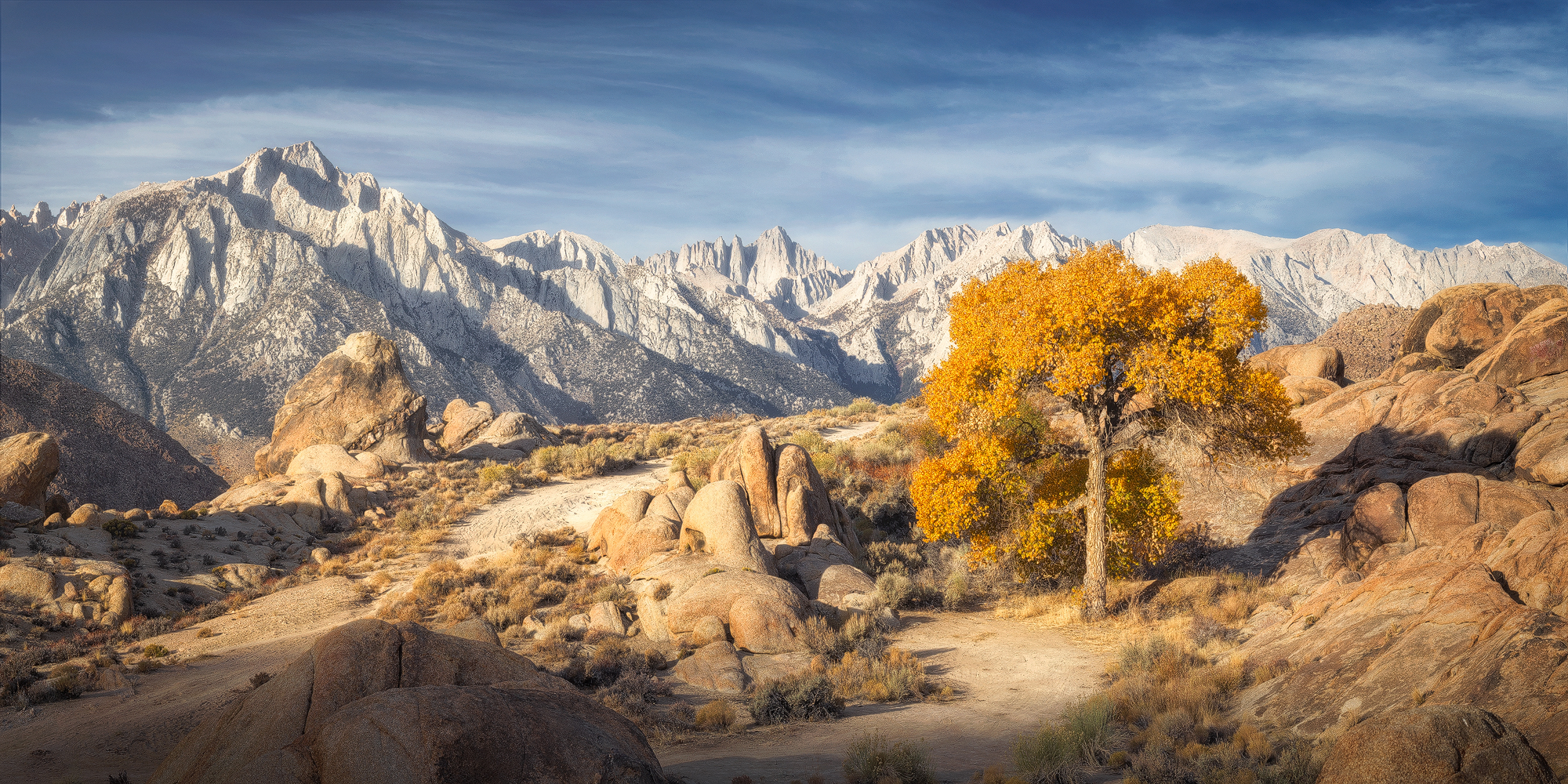 A lone Fall coloured Cottonwood tree in front of the Eastern Sierras