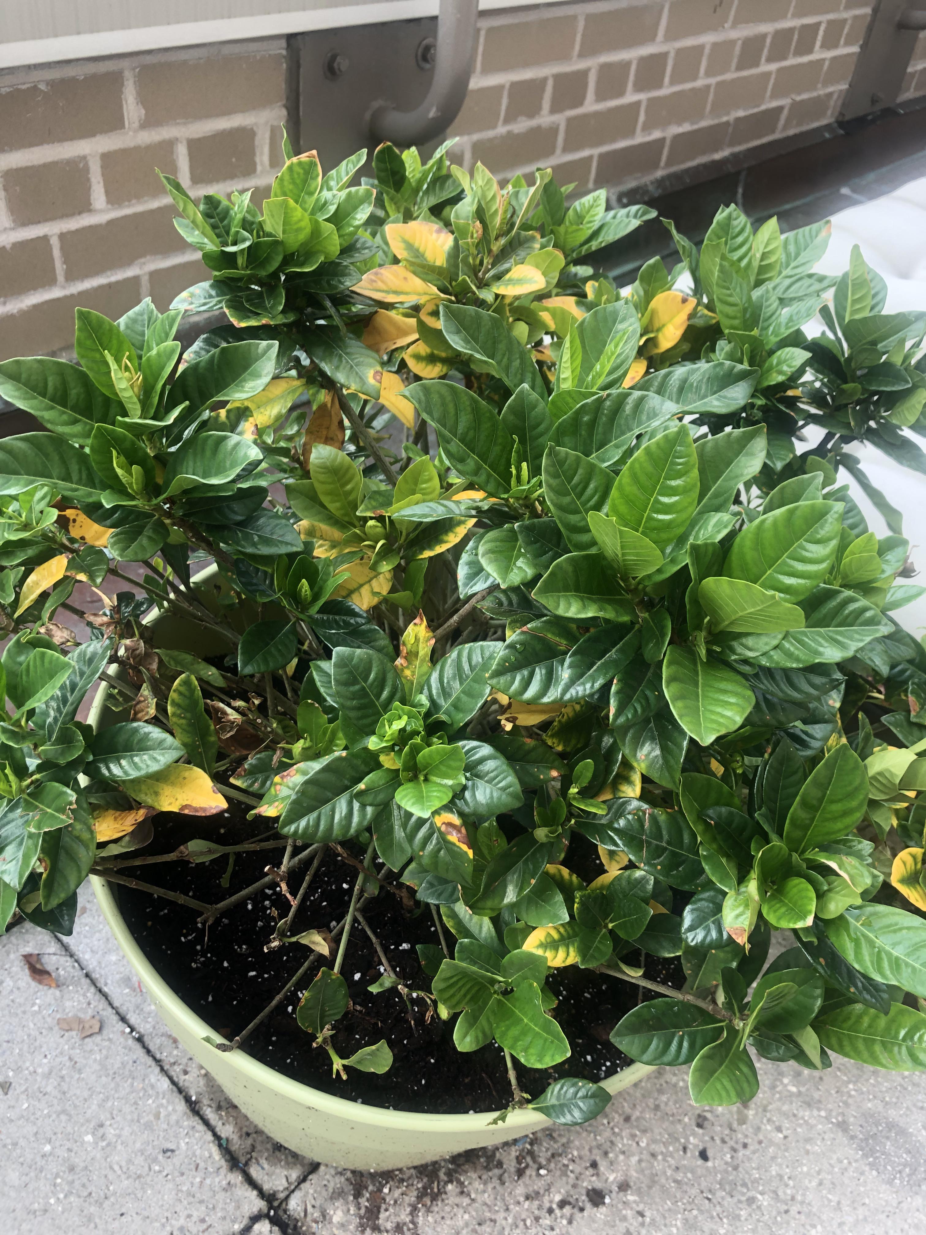 Help! Is my Gardenia plant healthy? I’ve had it for a month and feeling