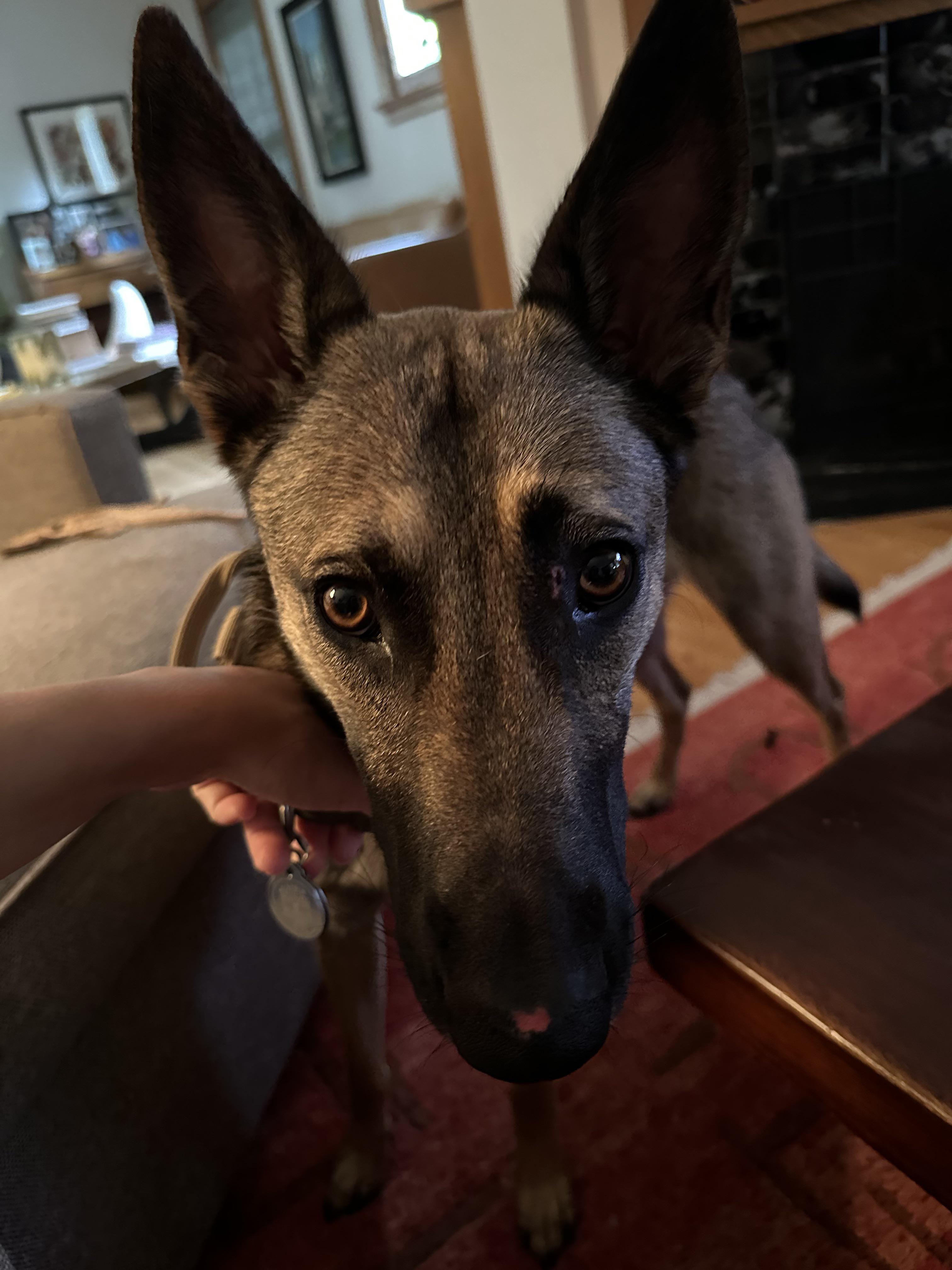 dog has a raw spot on nose from rubbing? r/DogCare