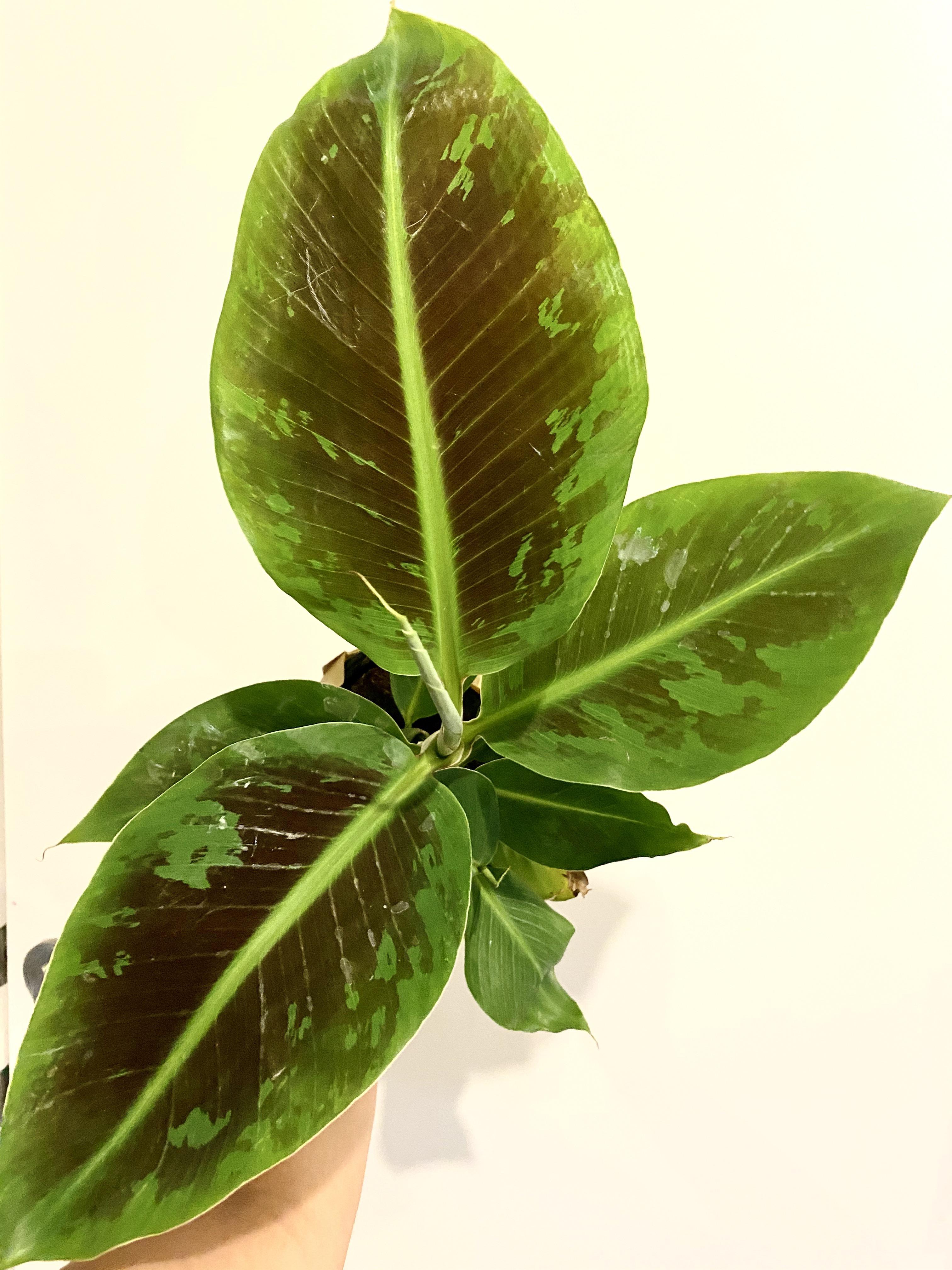 Is this a dwarf banana plant? Tag just said banana . How to keep them outdoors in zone 6b? r