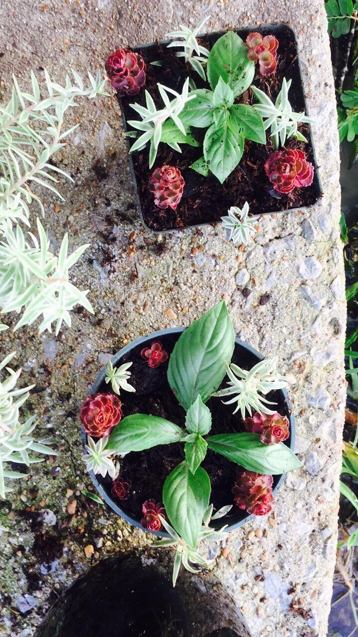 First succulent garden. Dragons blood, cinnamon basil, sedum. 🌿 r