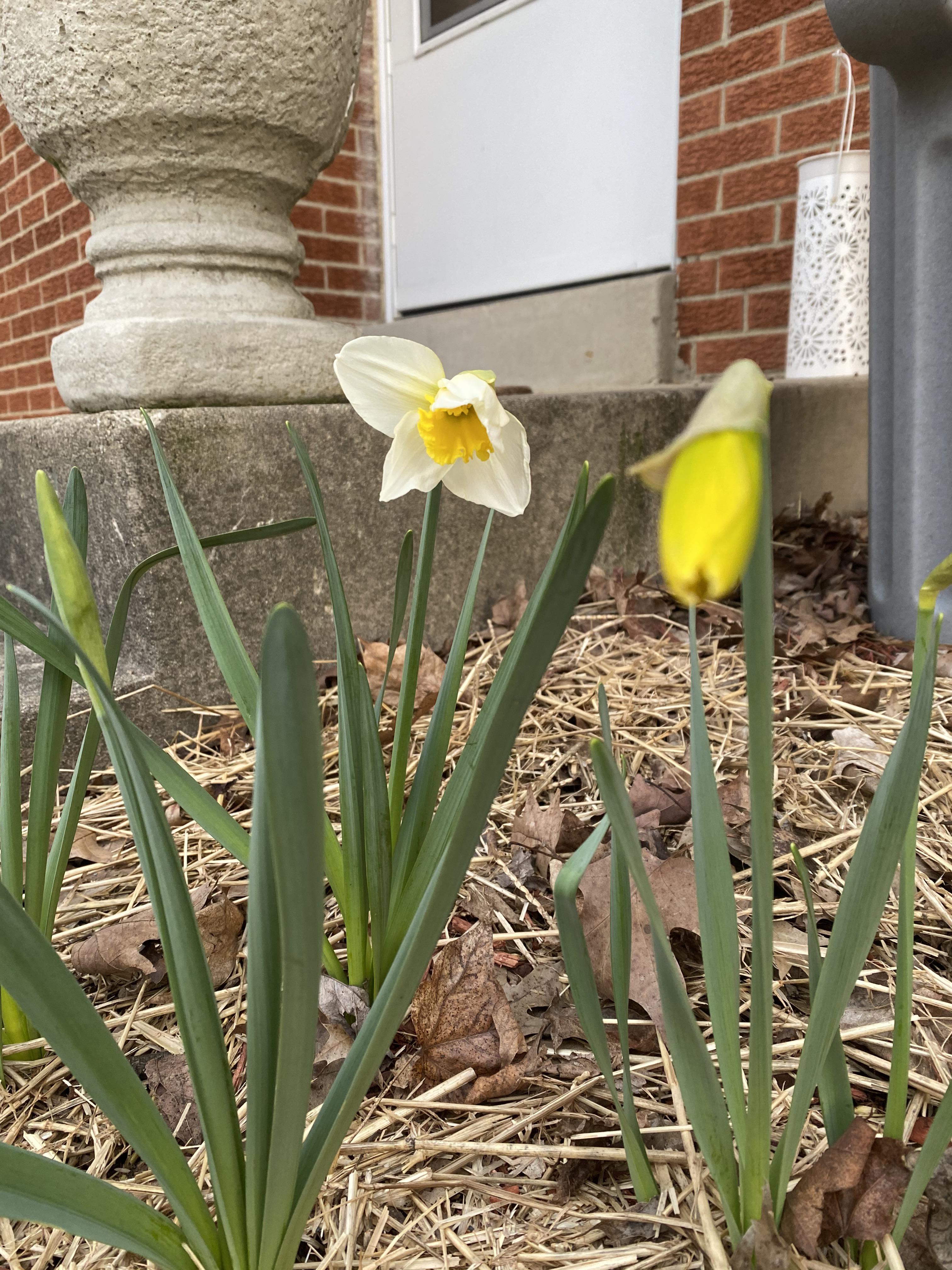 First year growing daffodils! I had to ask what those “yellow thing