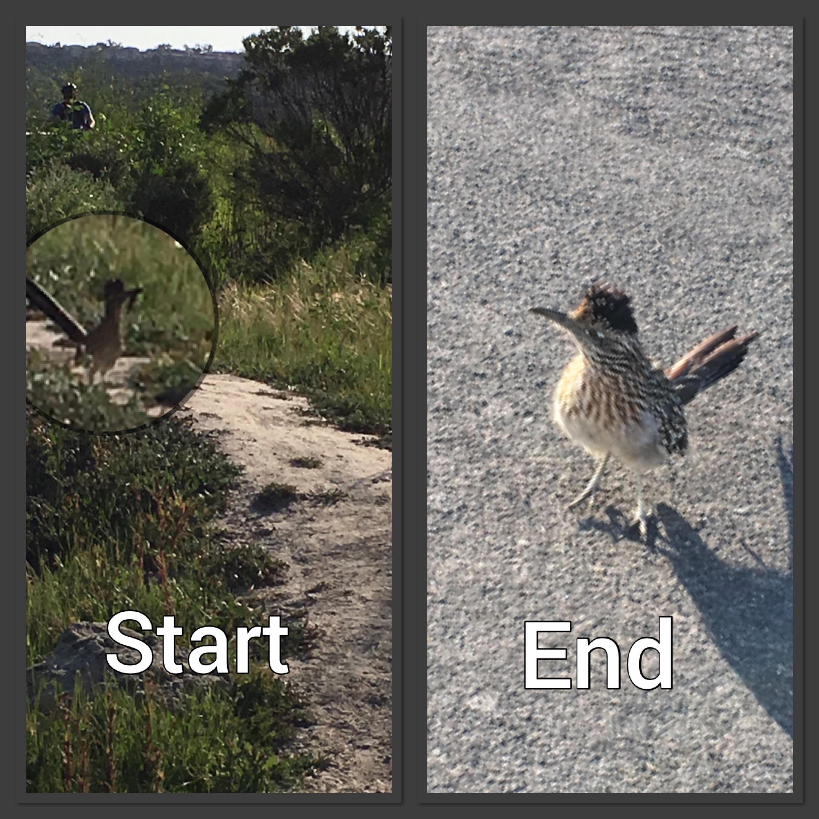 My personal roadrunner greeted me upon arrival with lizard in beak and
