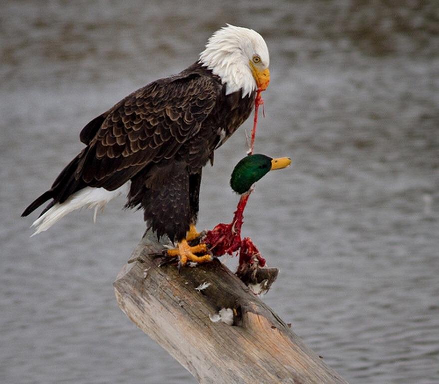 Bald Eagle staying on top of the food chain r/natureismetal