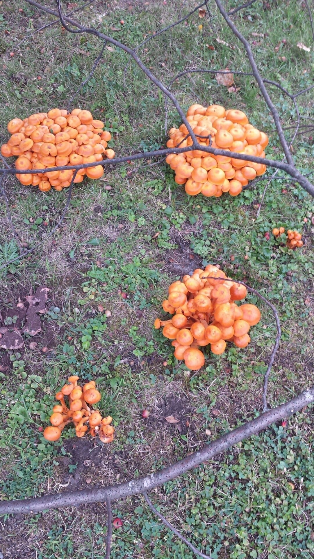 What are these orange mushrooms? r/mycology