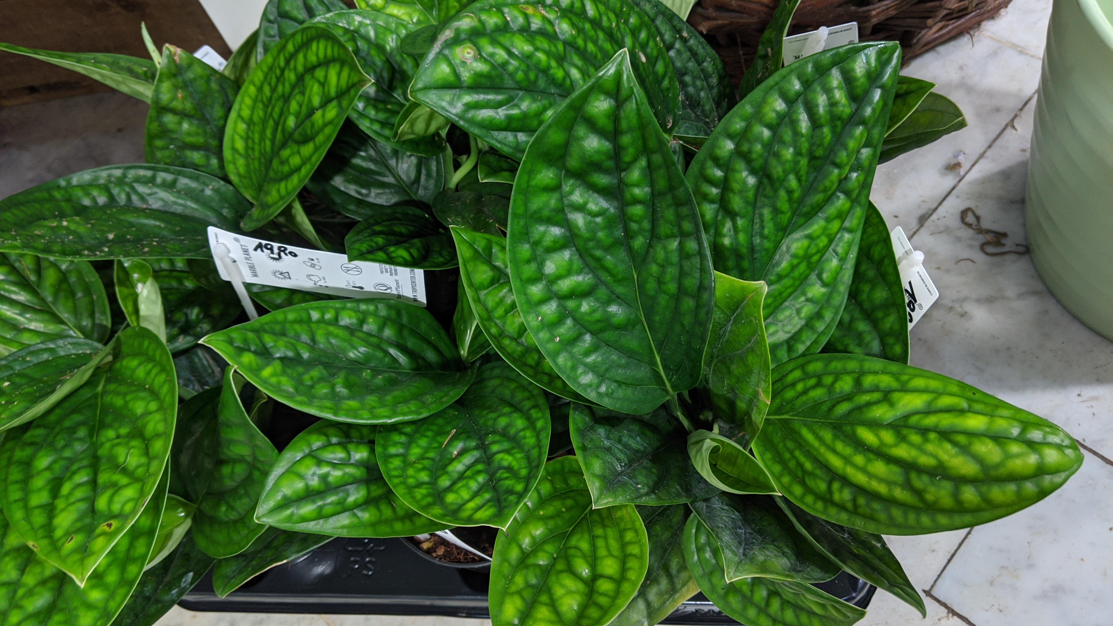 A new delivery at my local nursery who is she? 😍 r/PlantIdentification