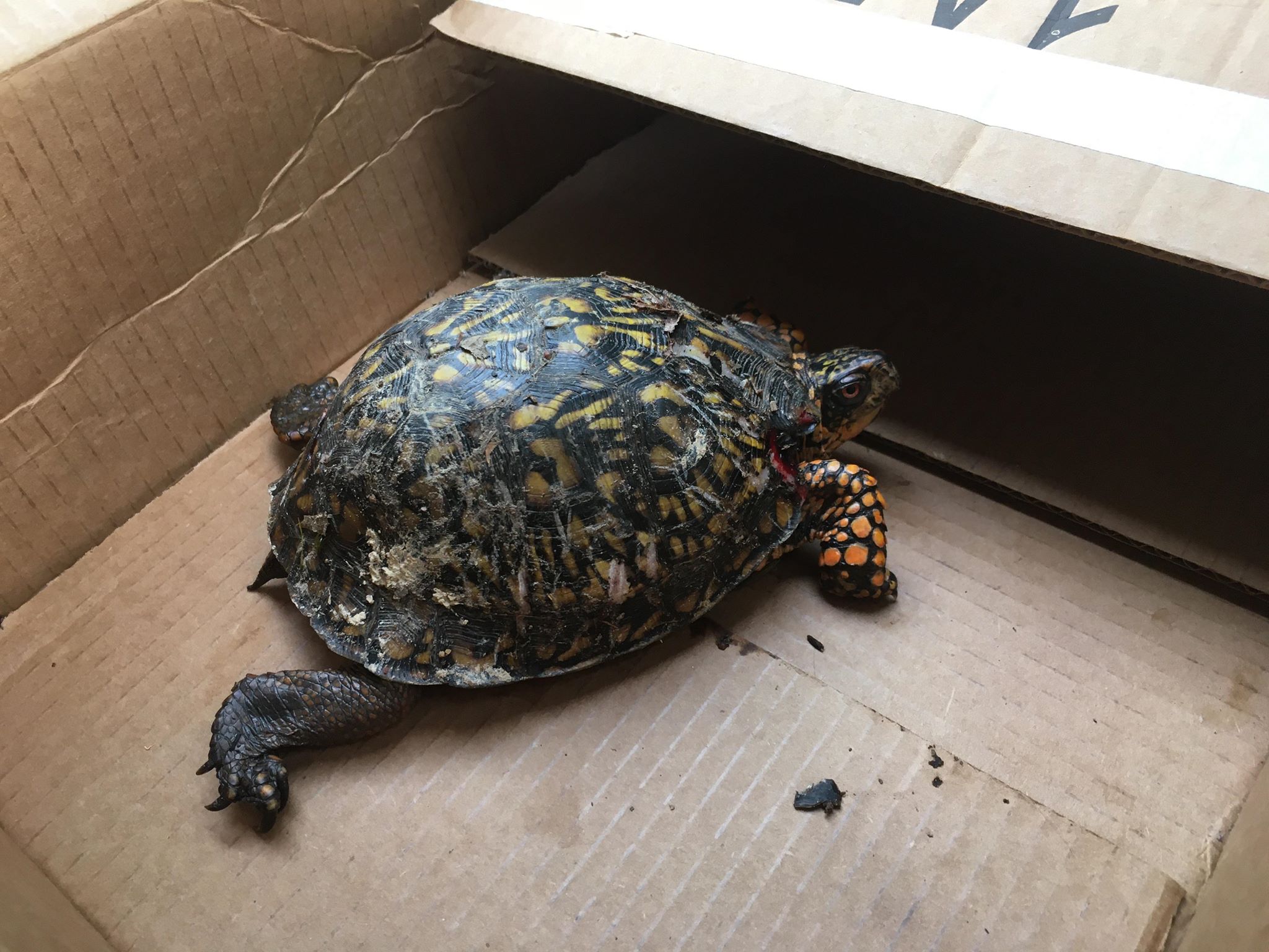 Just dropped this eastern box turtle off at a wildlife rescue center