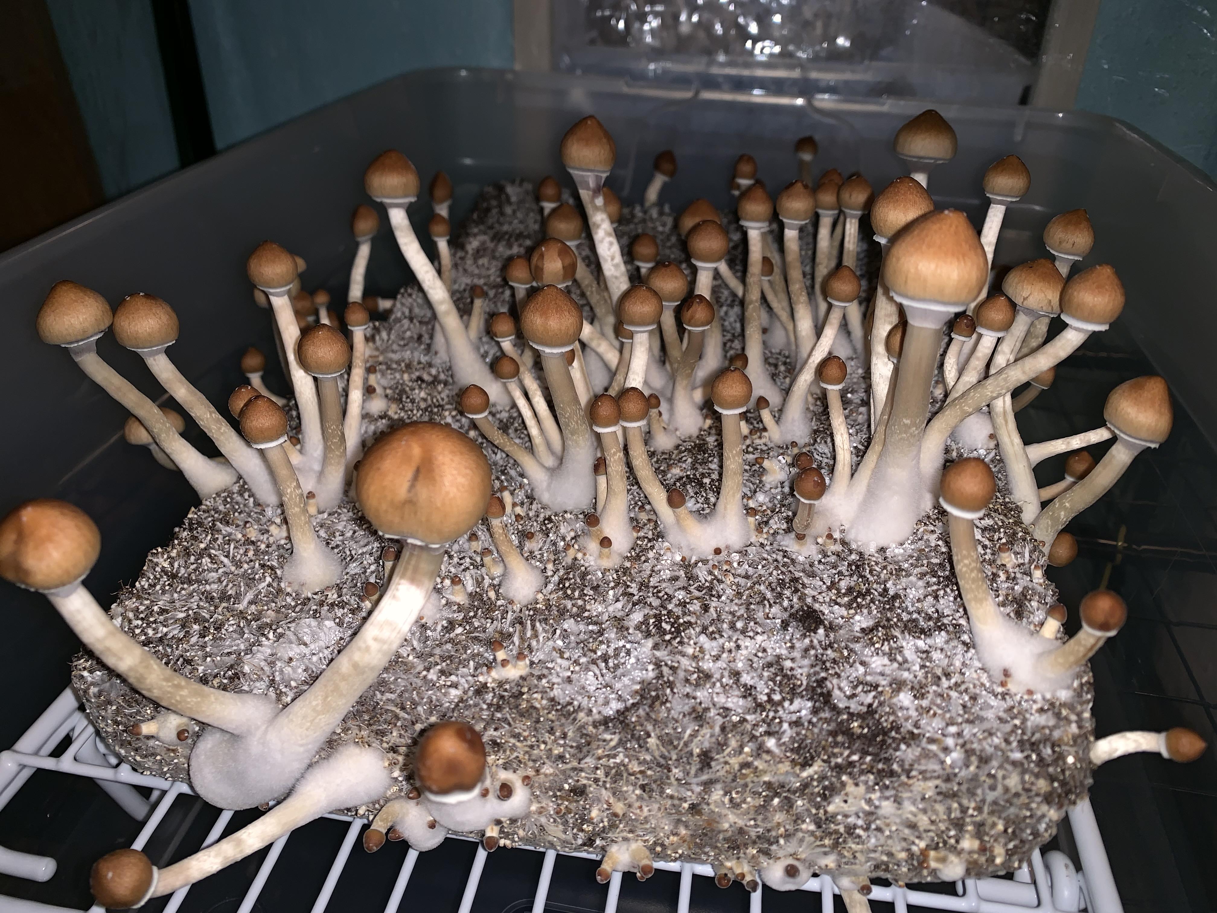 When to harvest? The veils starting to break on one of them. r/shrooms