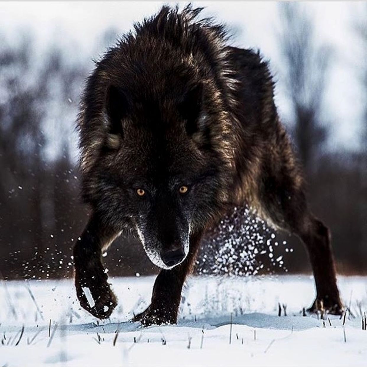 Black Wolf just walking in the snow. r/natureismetal