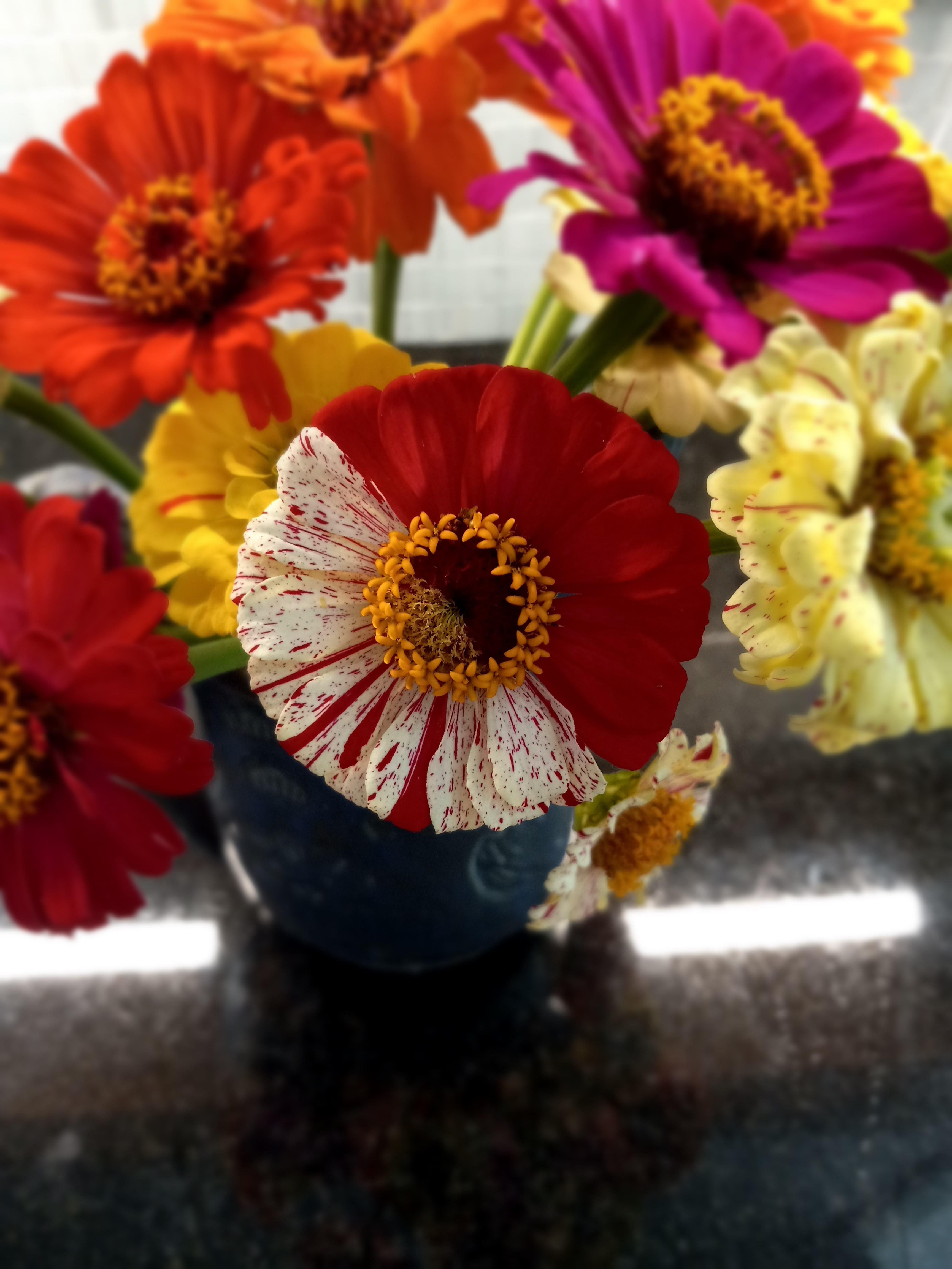A unique zinnia split half and half in color r/mildlyinteresting