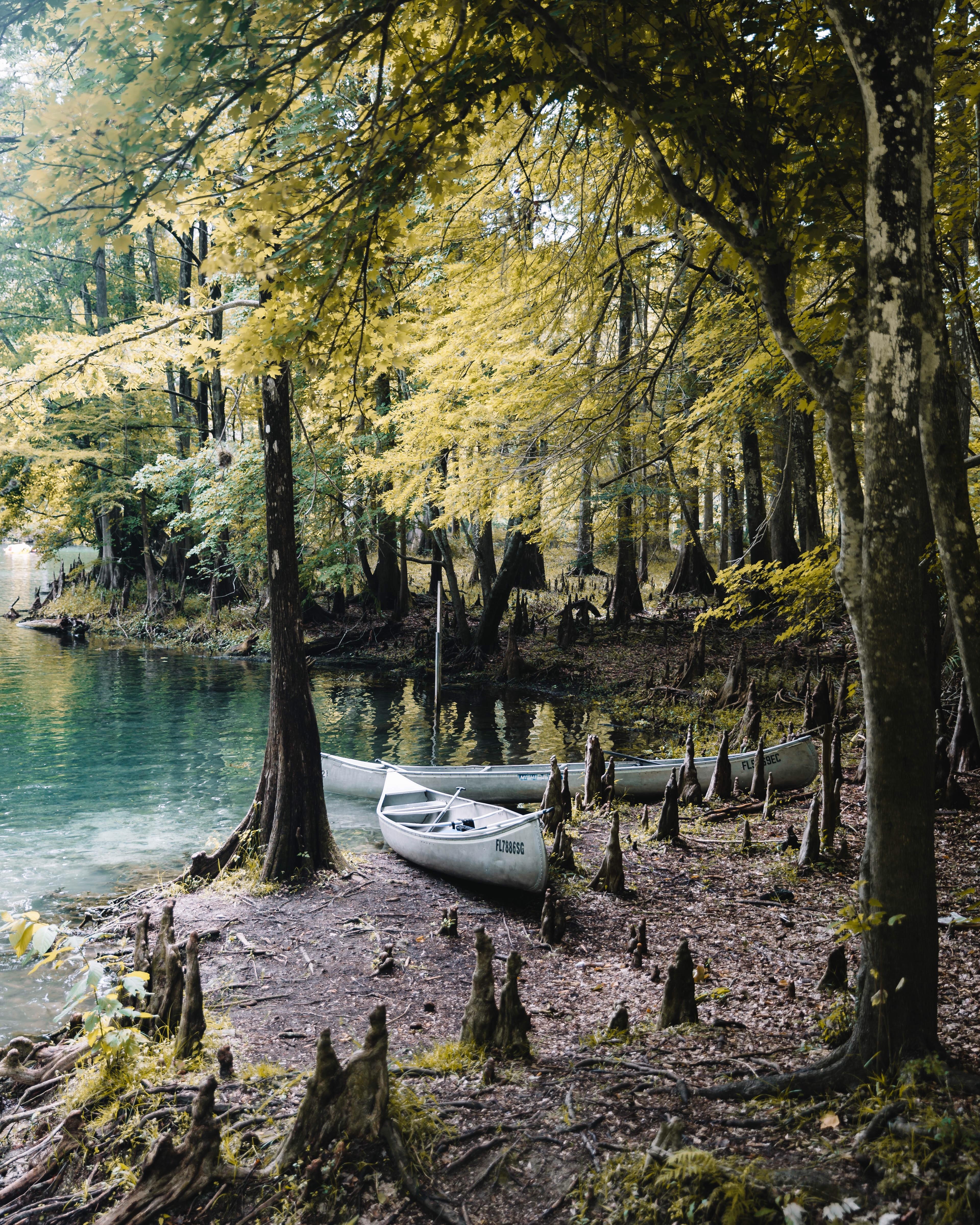 Ginnie Springs, Gainesville Florida. [OC] [ 3840×4800] NATUREFULLY