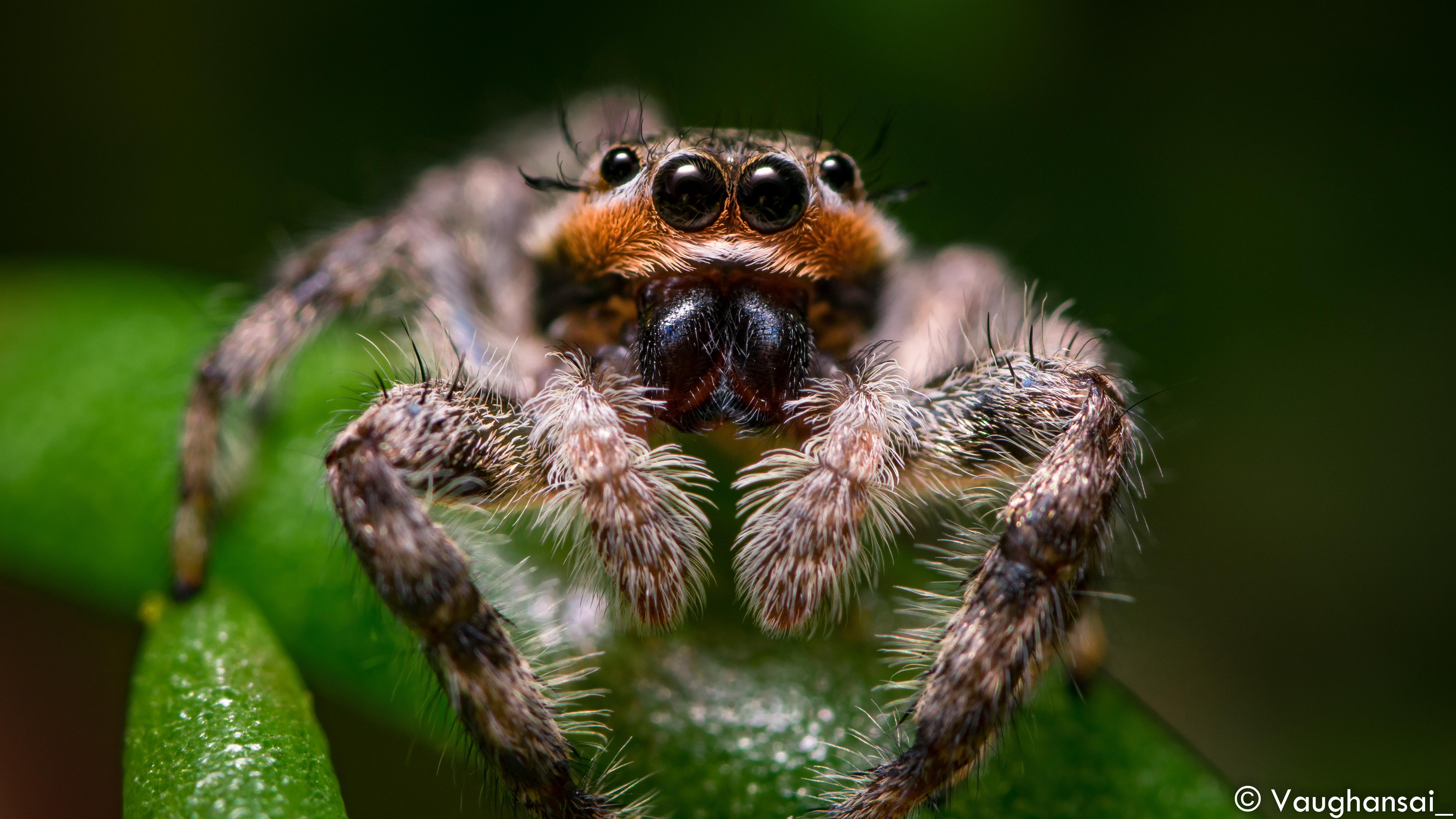 I found a super hairy, tan jumping spider (Platycryptus undatus) r