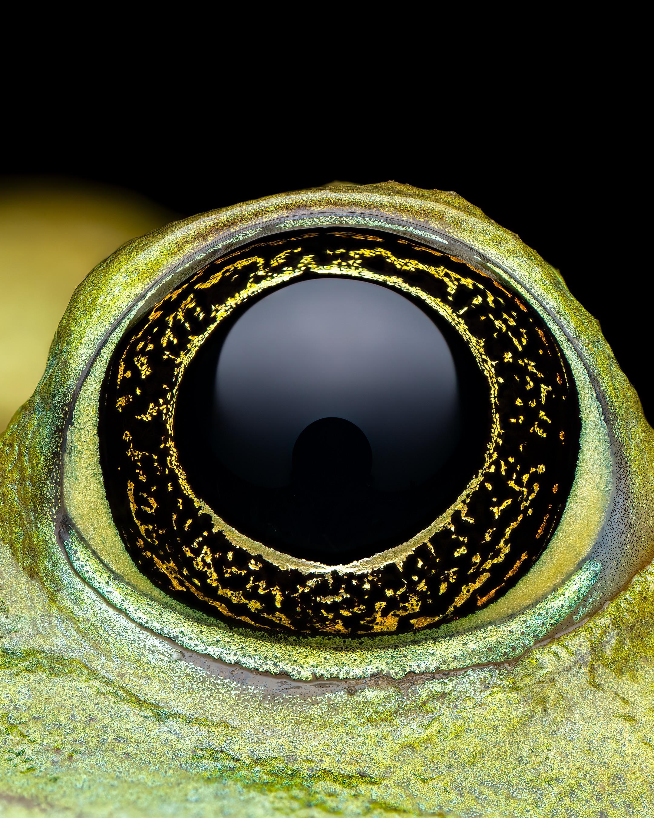 🔥 Closeup of a frog’s eye [OC] r/frogs
