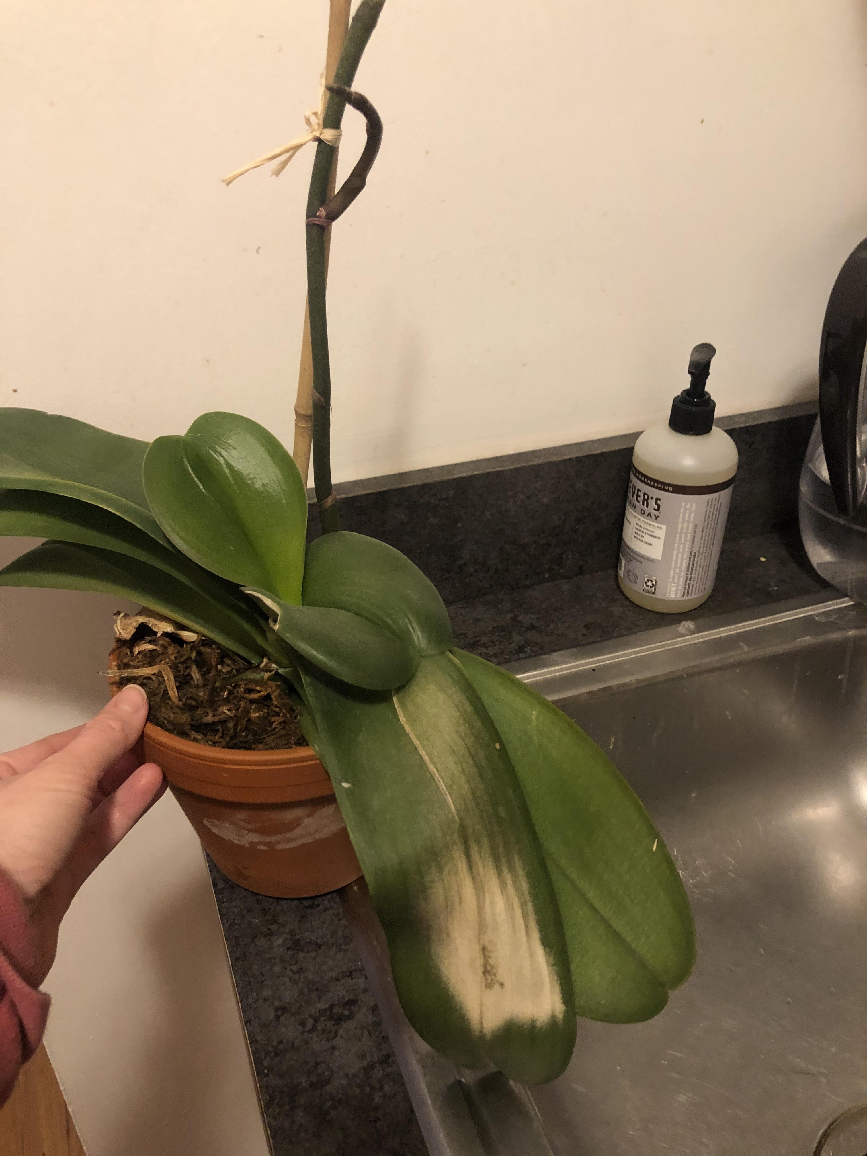 Anyone know what’s wrong with my orchid? First attempt to regrow (got a