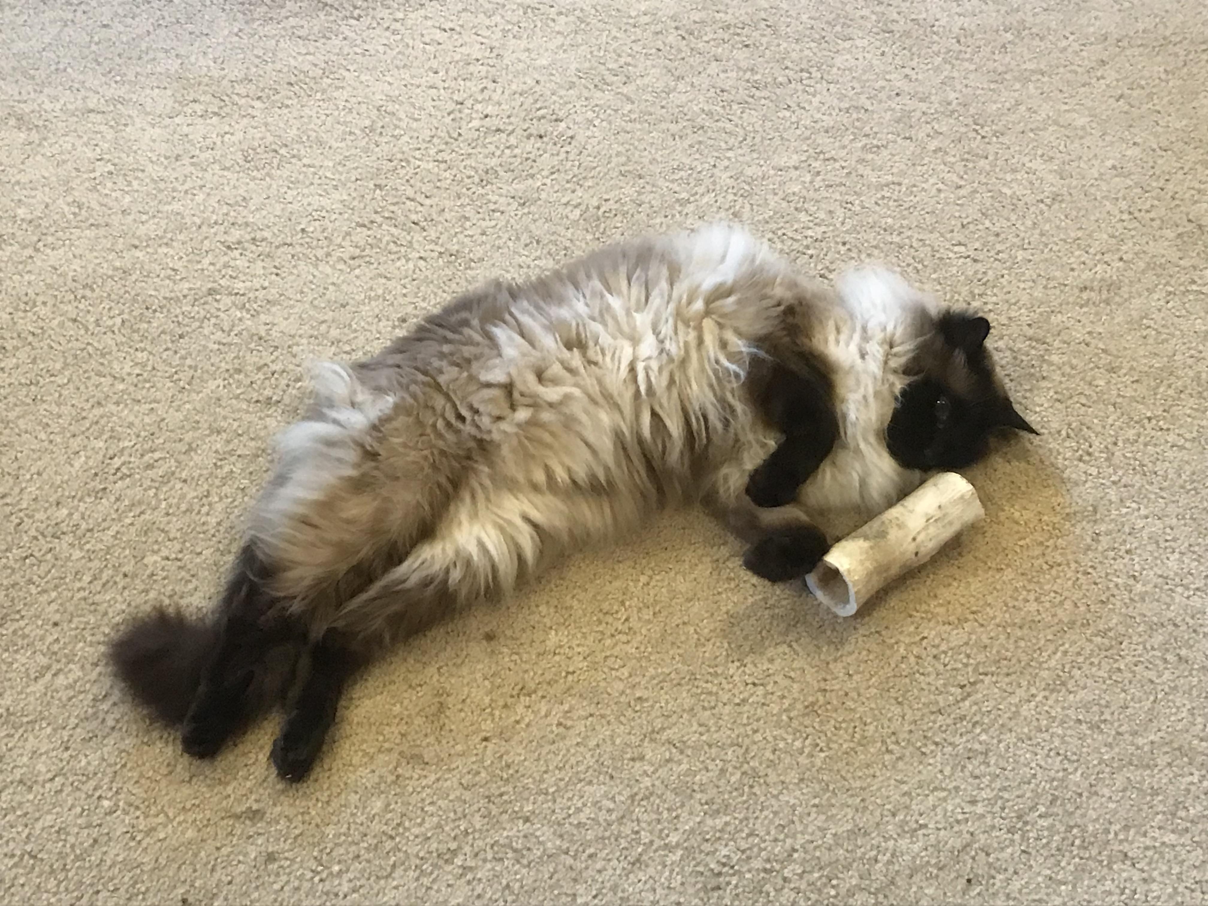 Help! I think my cat is secretly a dog! How do I find proof? r/funny