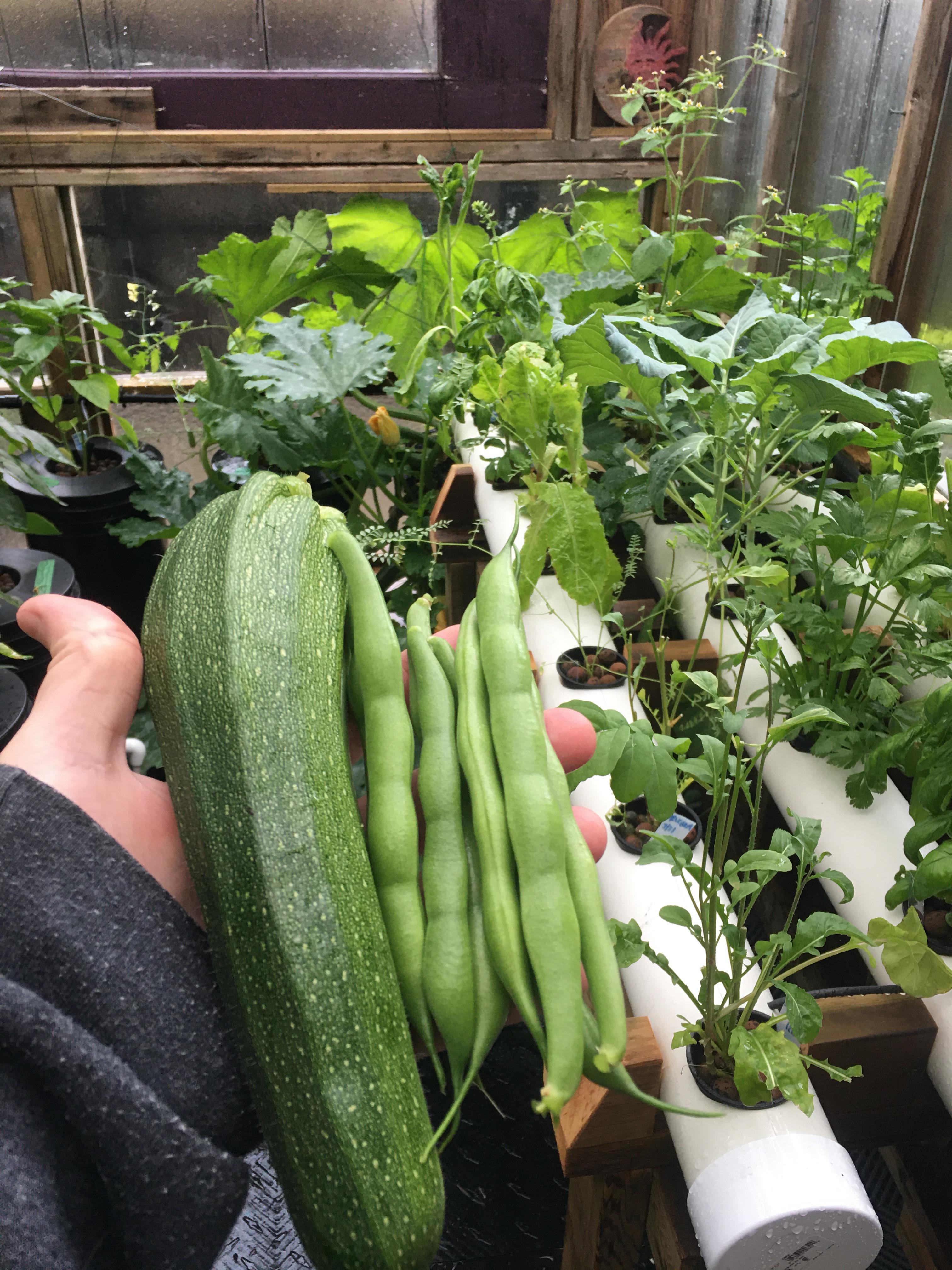 First bunch of beans and another zucchini grown in Dutch Buckets. The