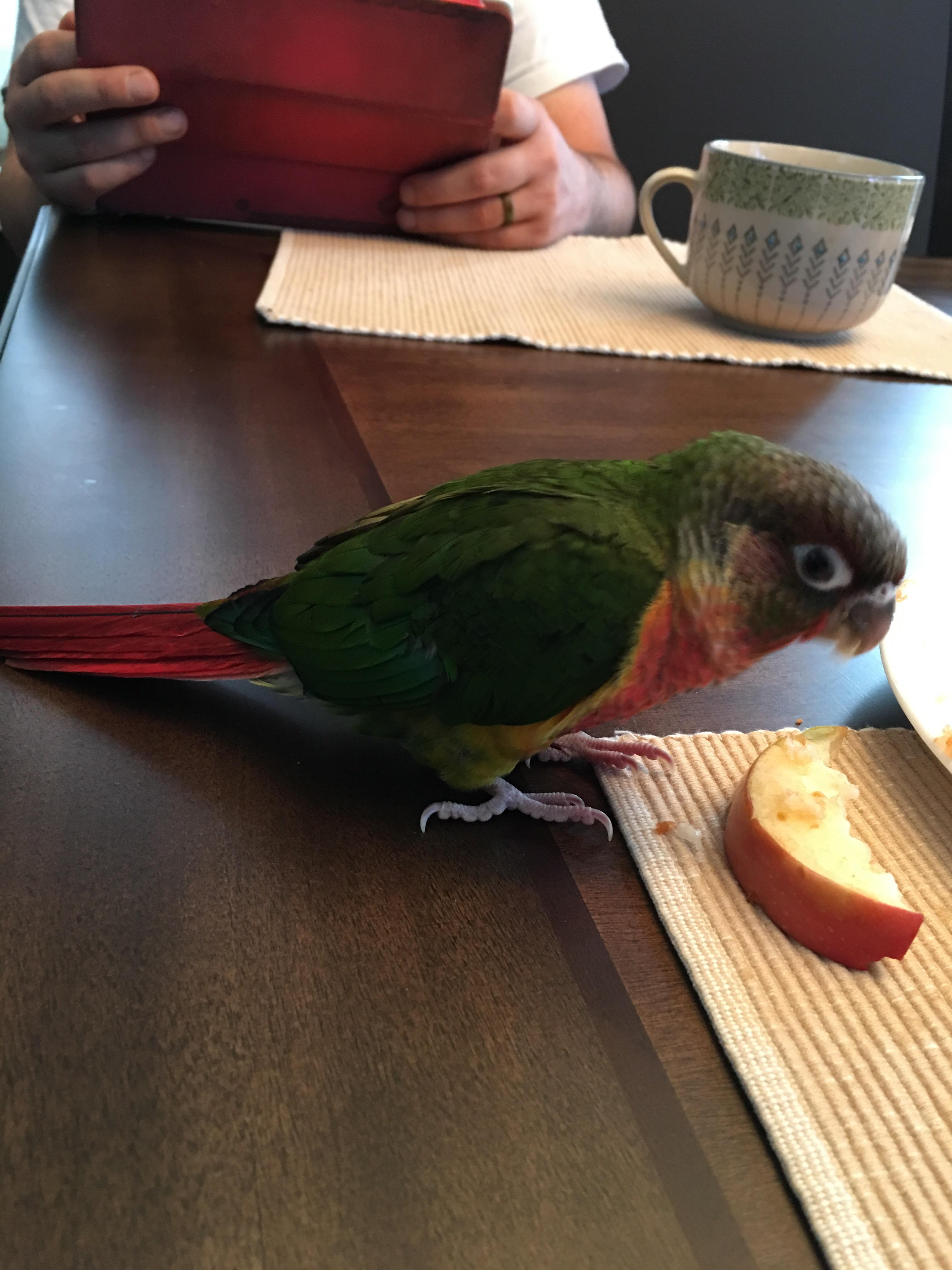 My new baby, Chico. A 2 month old GCC. He’s a professional applesauce