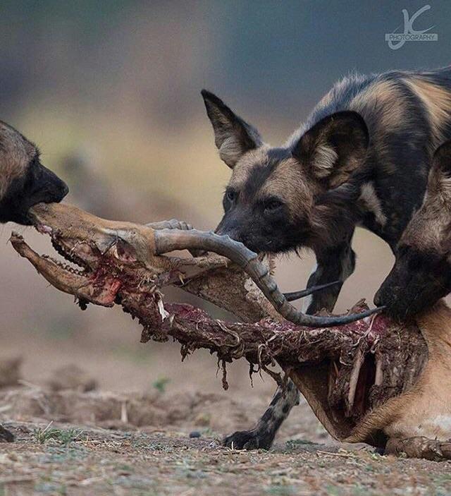 Wild Dogs Eating Prey Alive