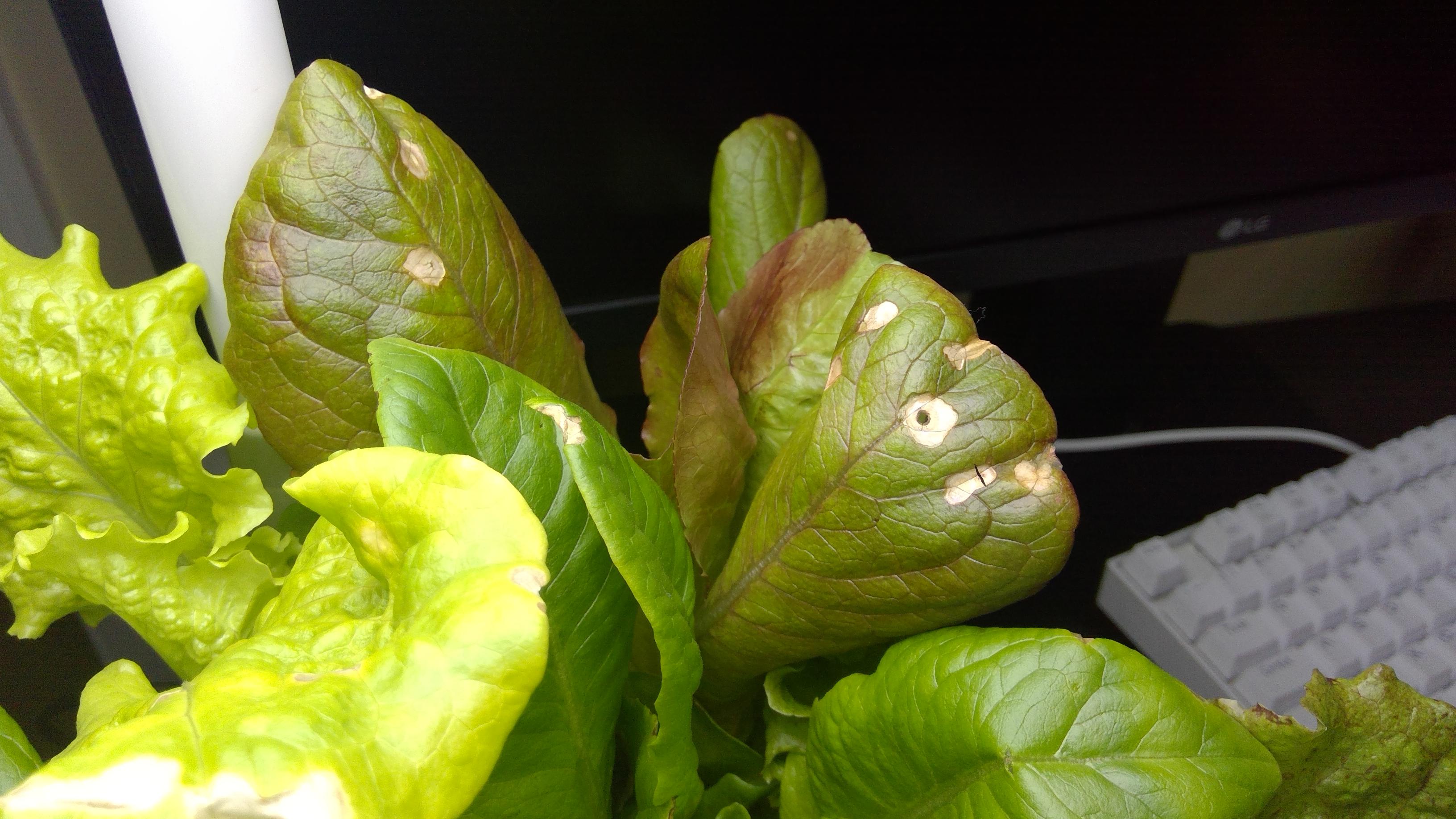 What are these strange spots on my lettuce? r/aerogarden