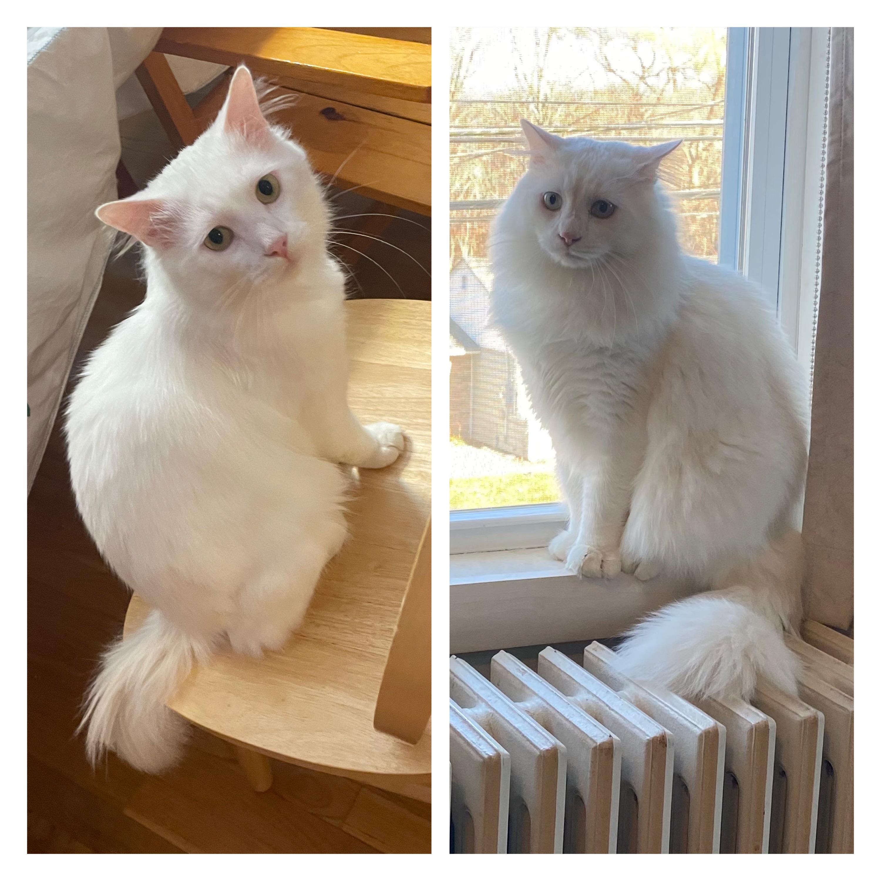 My cat’s coat vs. winter coat! This is Coconut! I adopted him from a