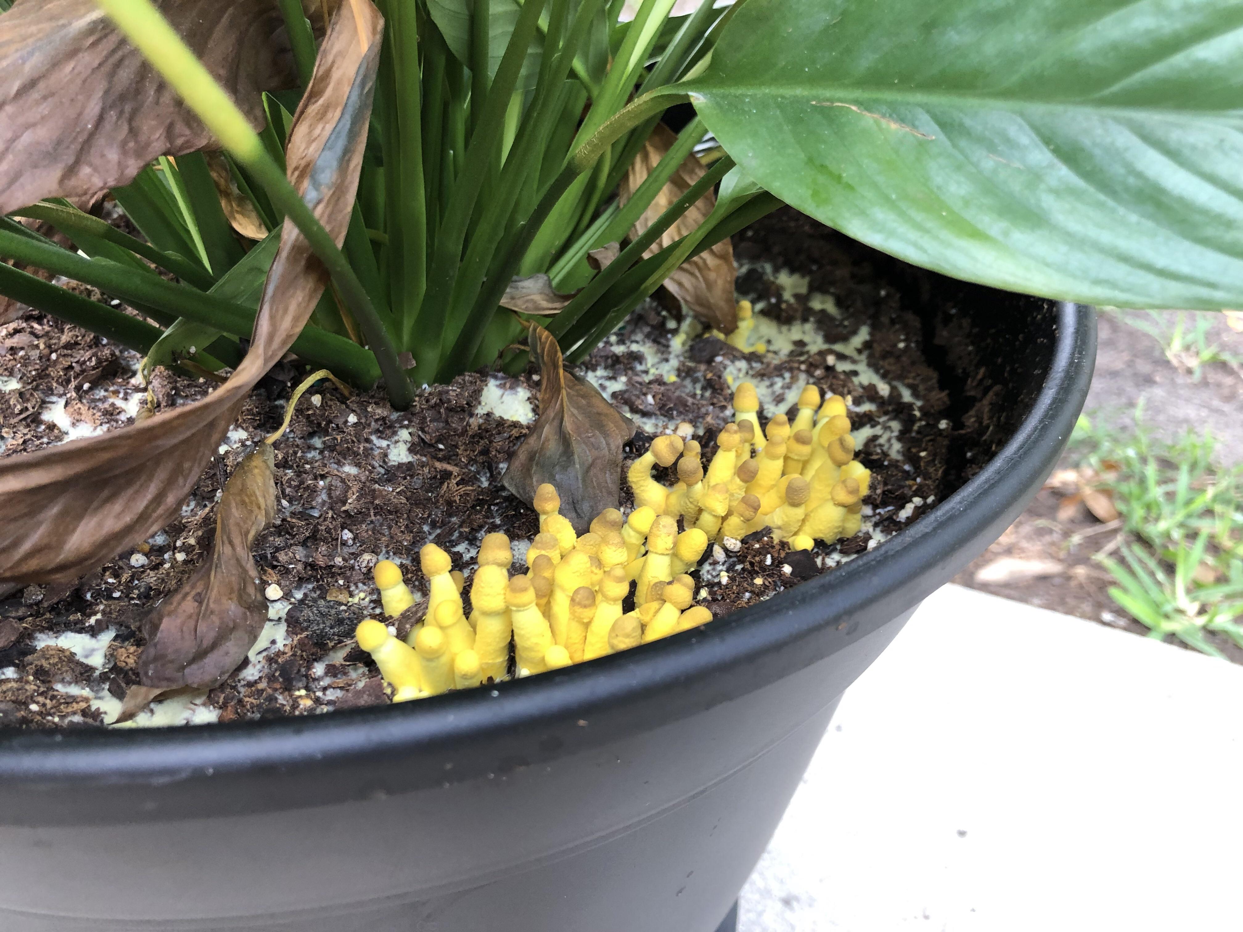 What is this fungus growing in my peace lily? Should I be worried? r