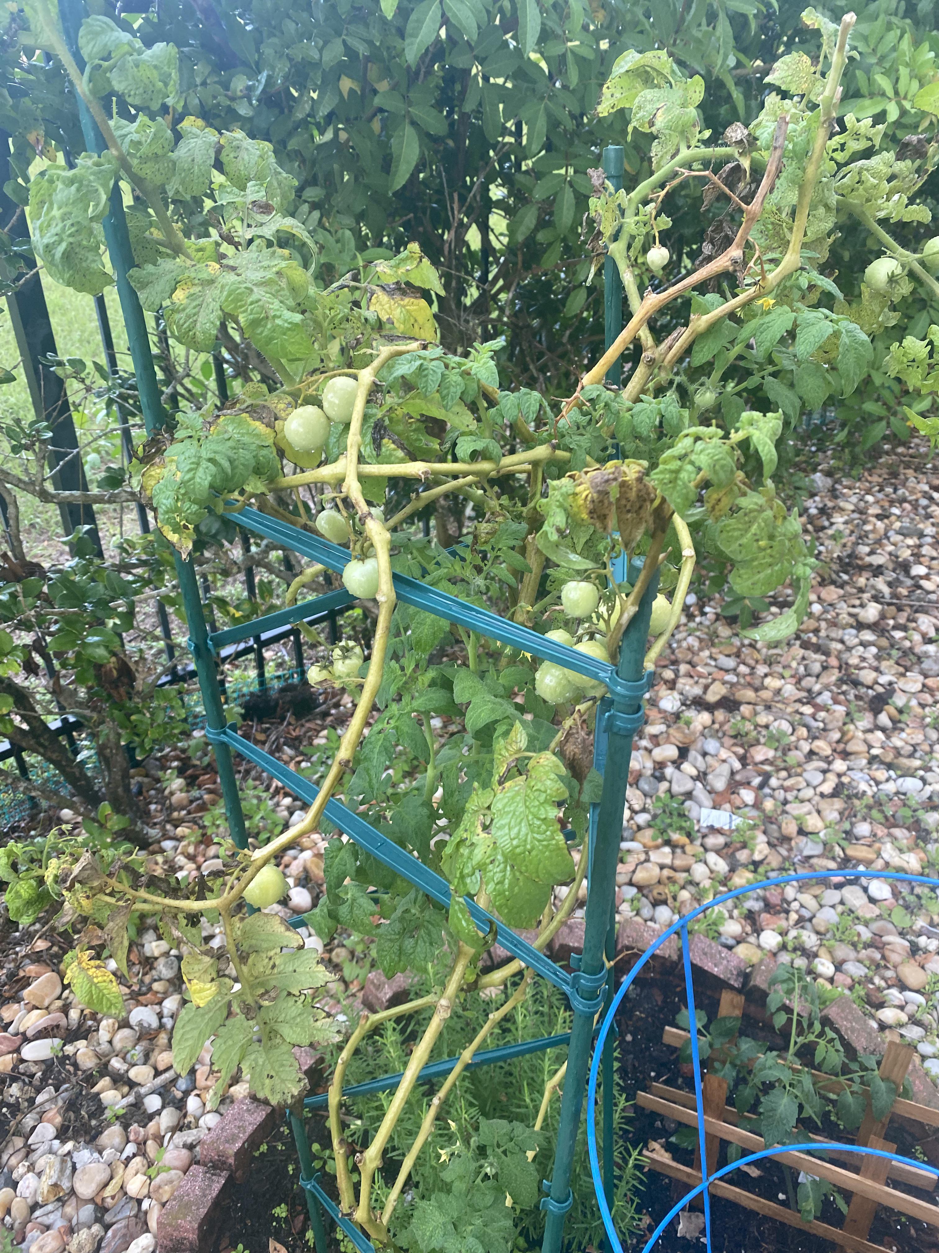 My tomato plants branches have gotten so big and heavy that they droop