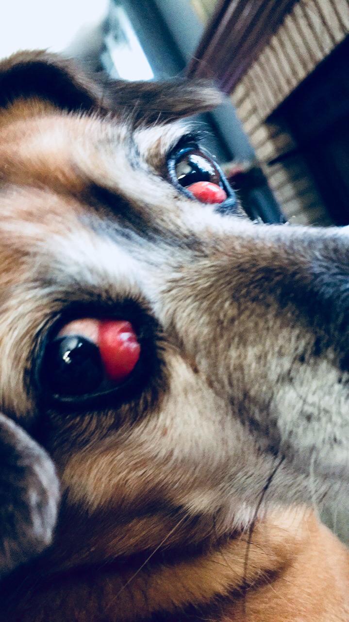 Yes this is a dog that real dog that we rescued. Her name is hope