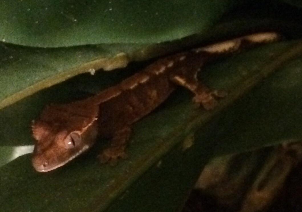 Hey all ) I was wondering what insects you feed your juvenile crested