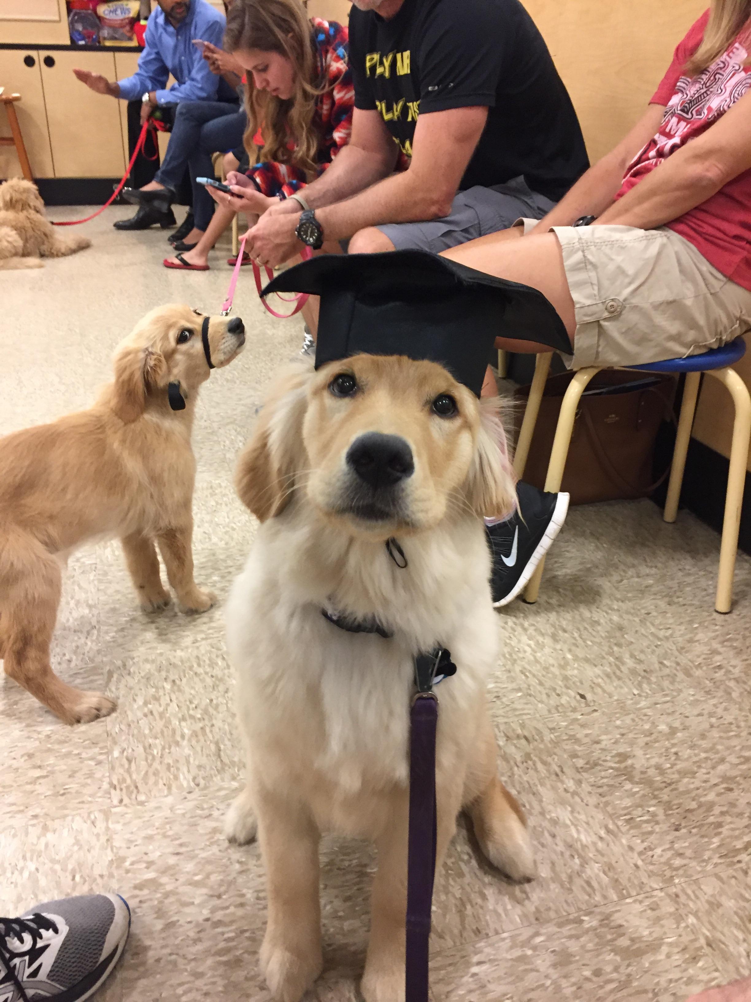This proud dog graduated obedience school today. r/aww