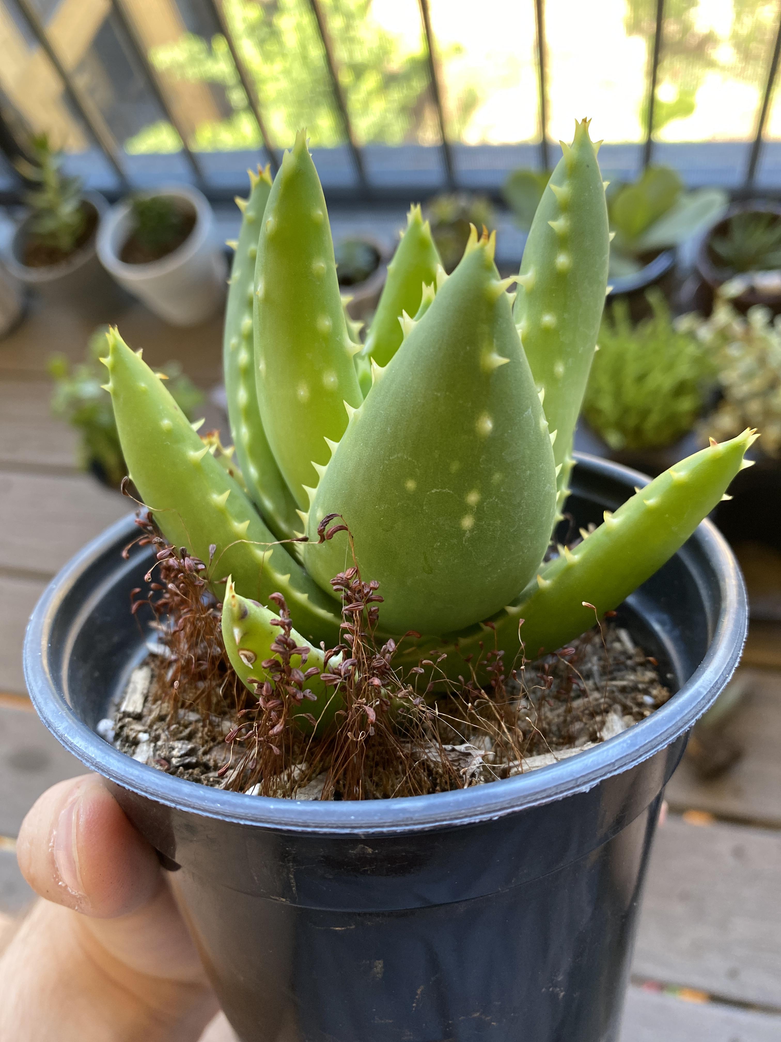 Anyone know what these little things are growing around my Aloe TRex