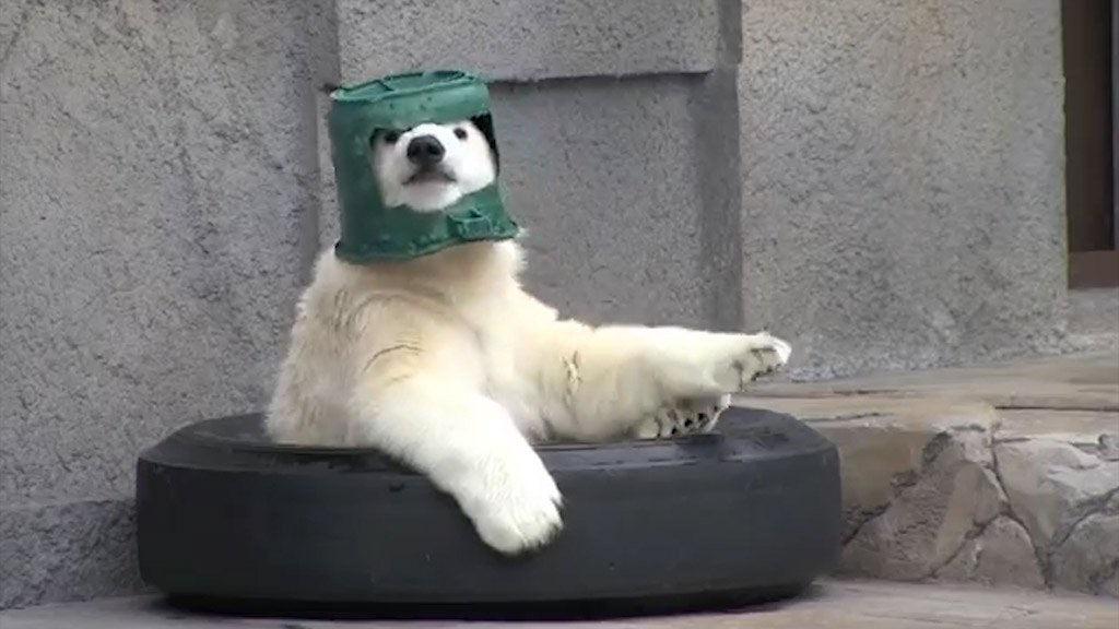 PsBattle This bear wearing a bucket as a hat.