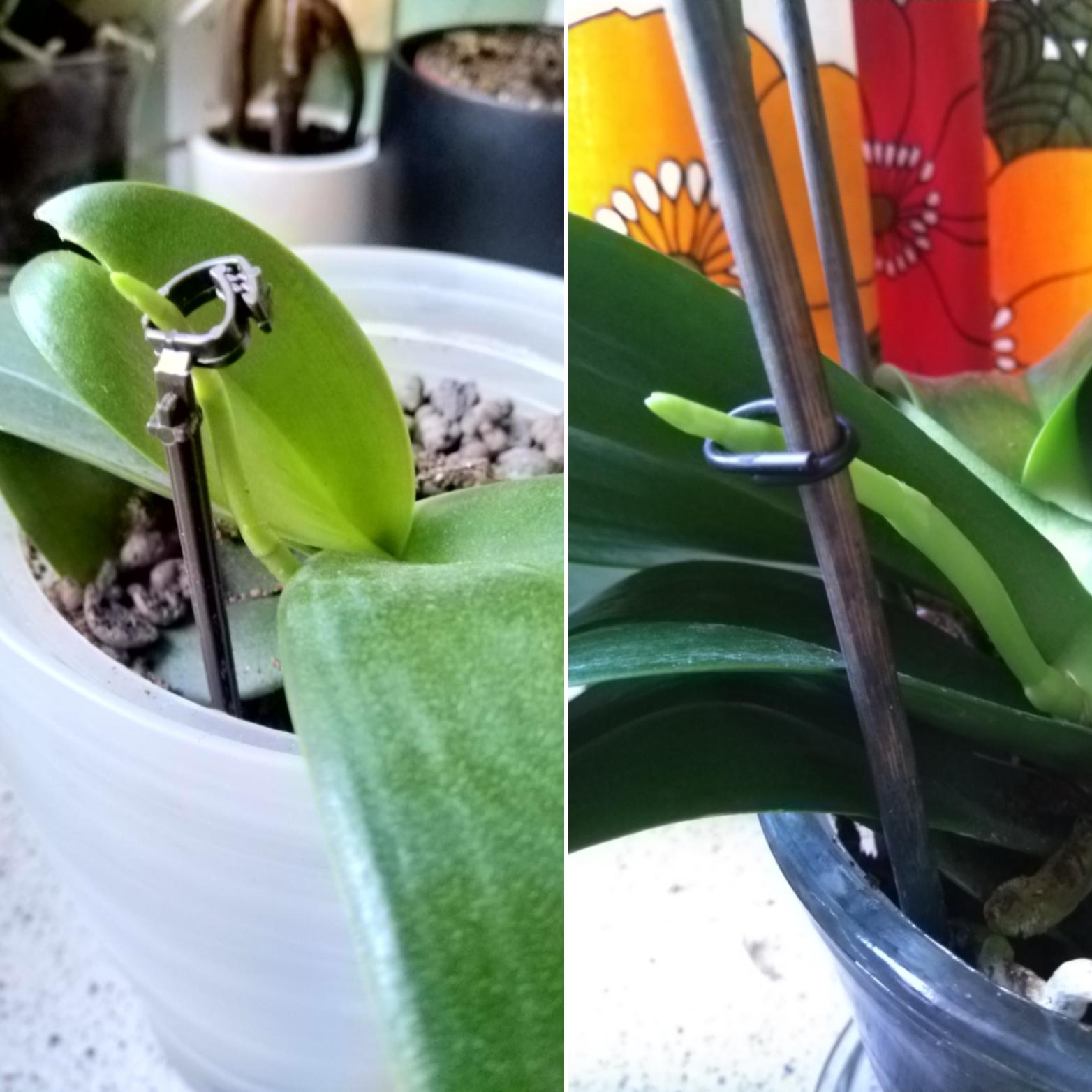 Both of my orchids strarted growing a new flower spike for the first