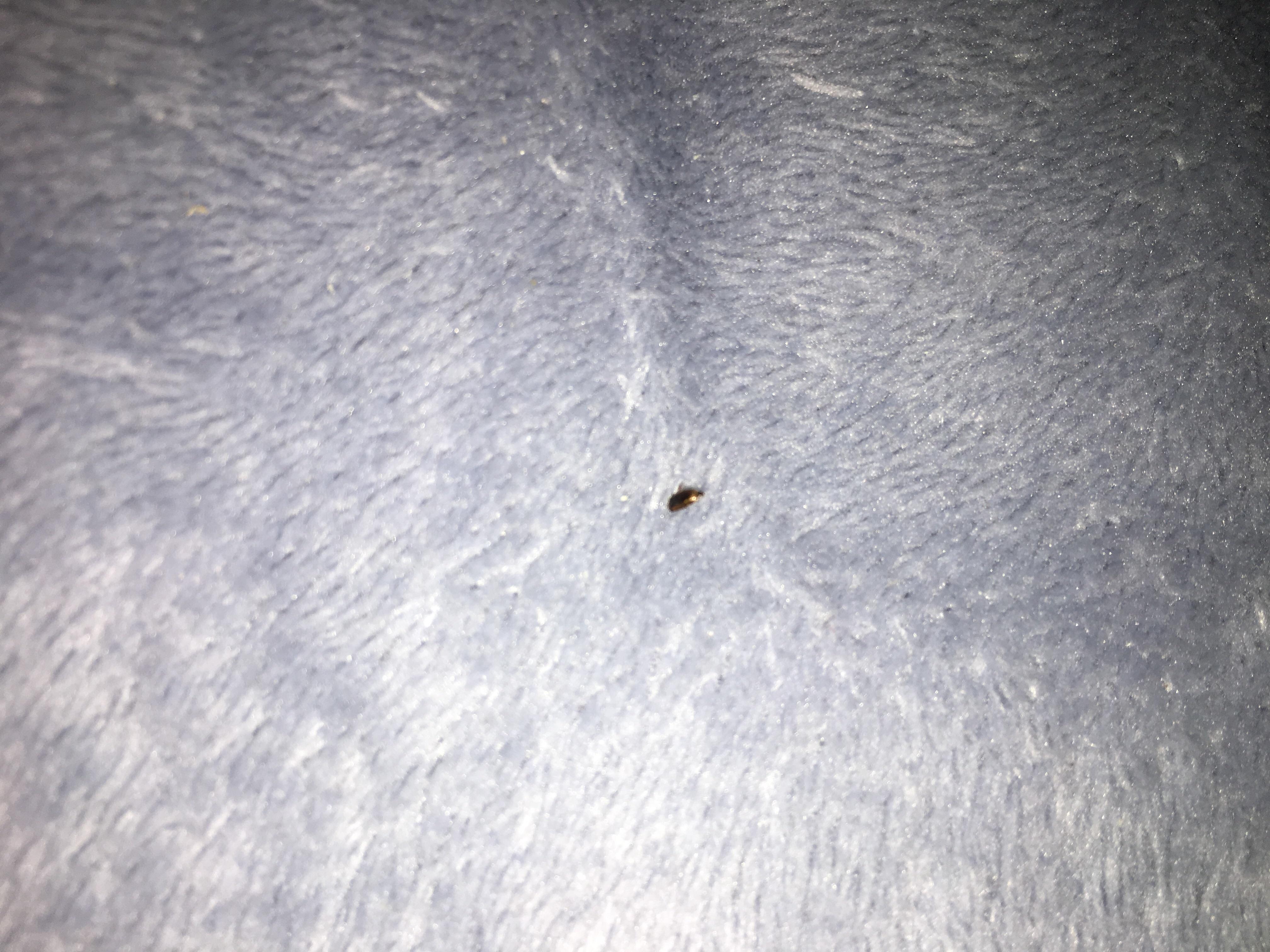 What bug is this? Found in my bed in North Idaho. r/ImagesOfIdaho