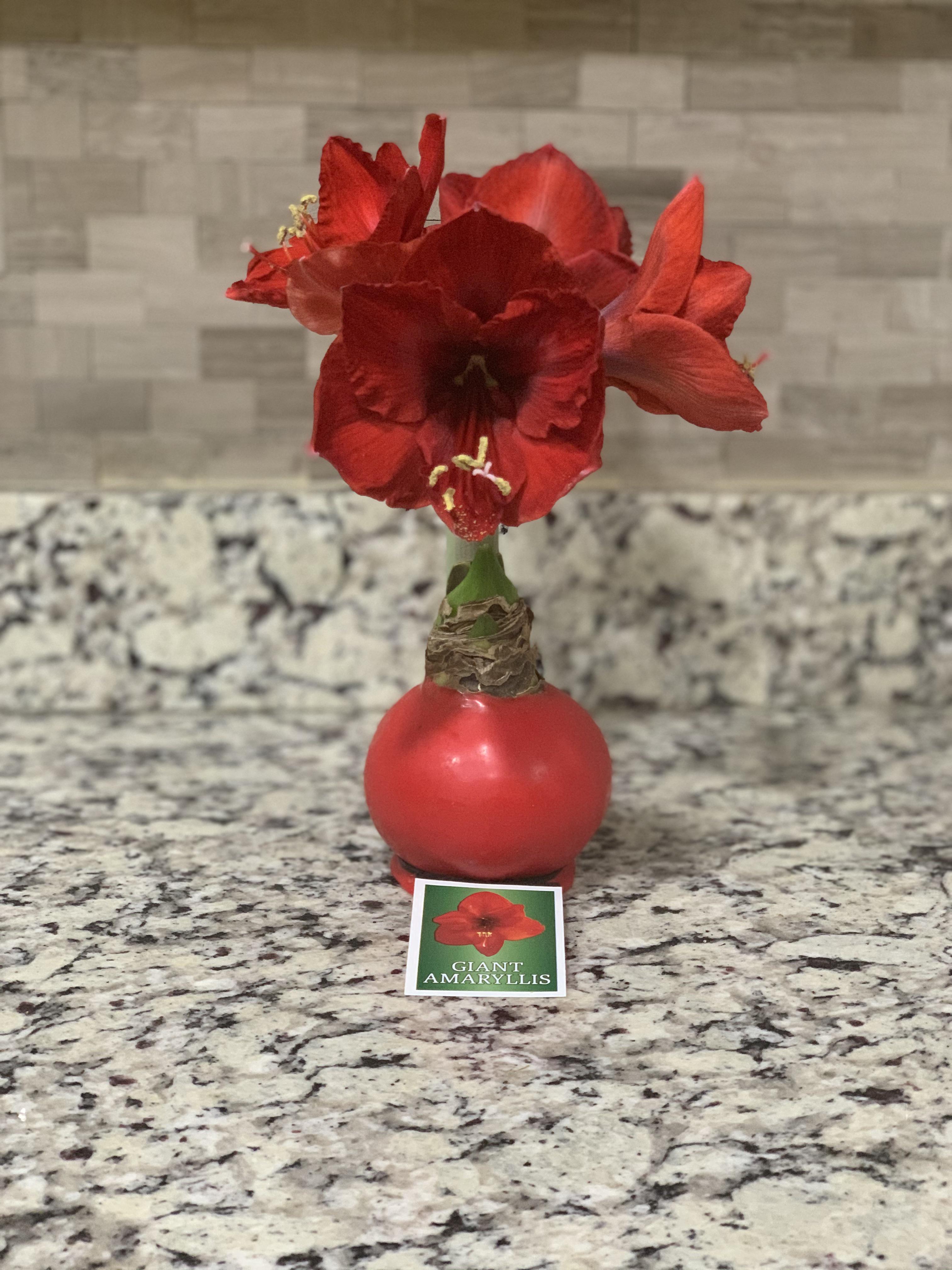 My Trader Joe’s Amaryllis r/houseplants