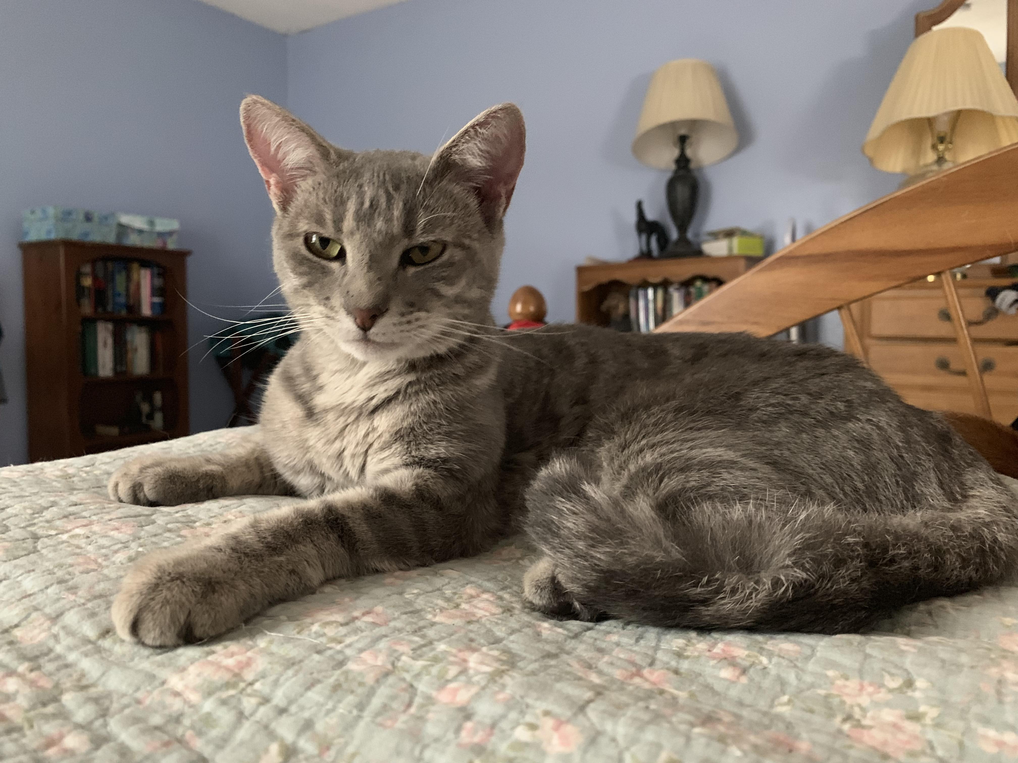 Missing cat around Chaparral Park (Manchaca) area. Dobby is a year old