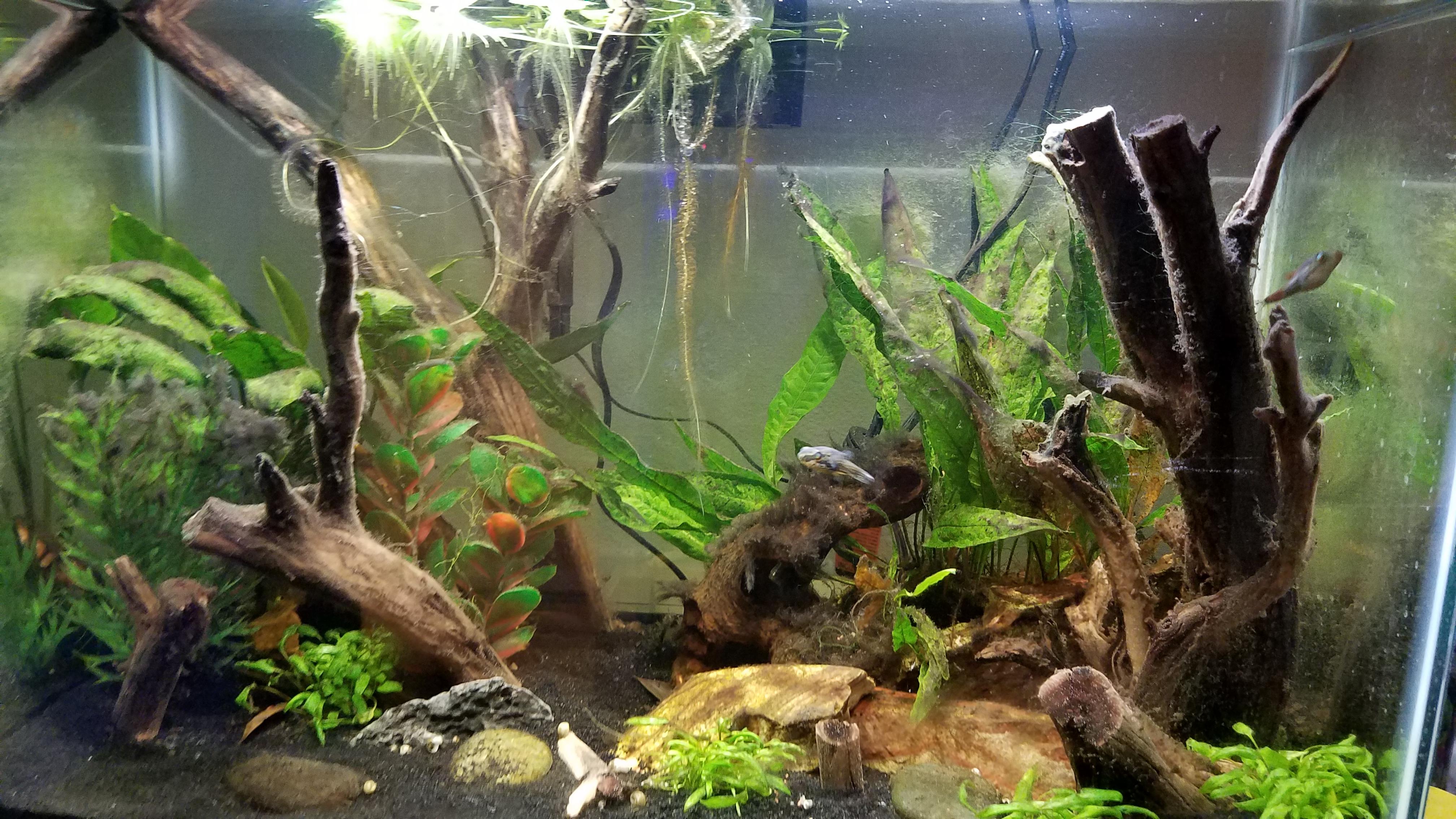 My puffer tank, wood is still curing so a bit of fungus r/Aquariums