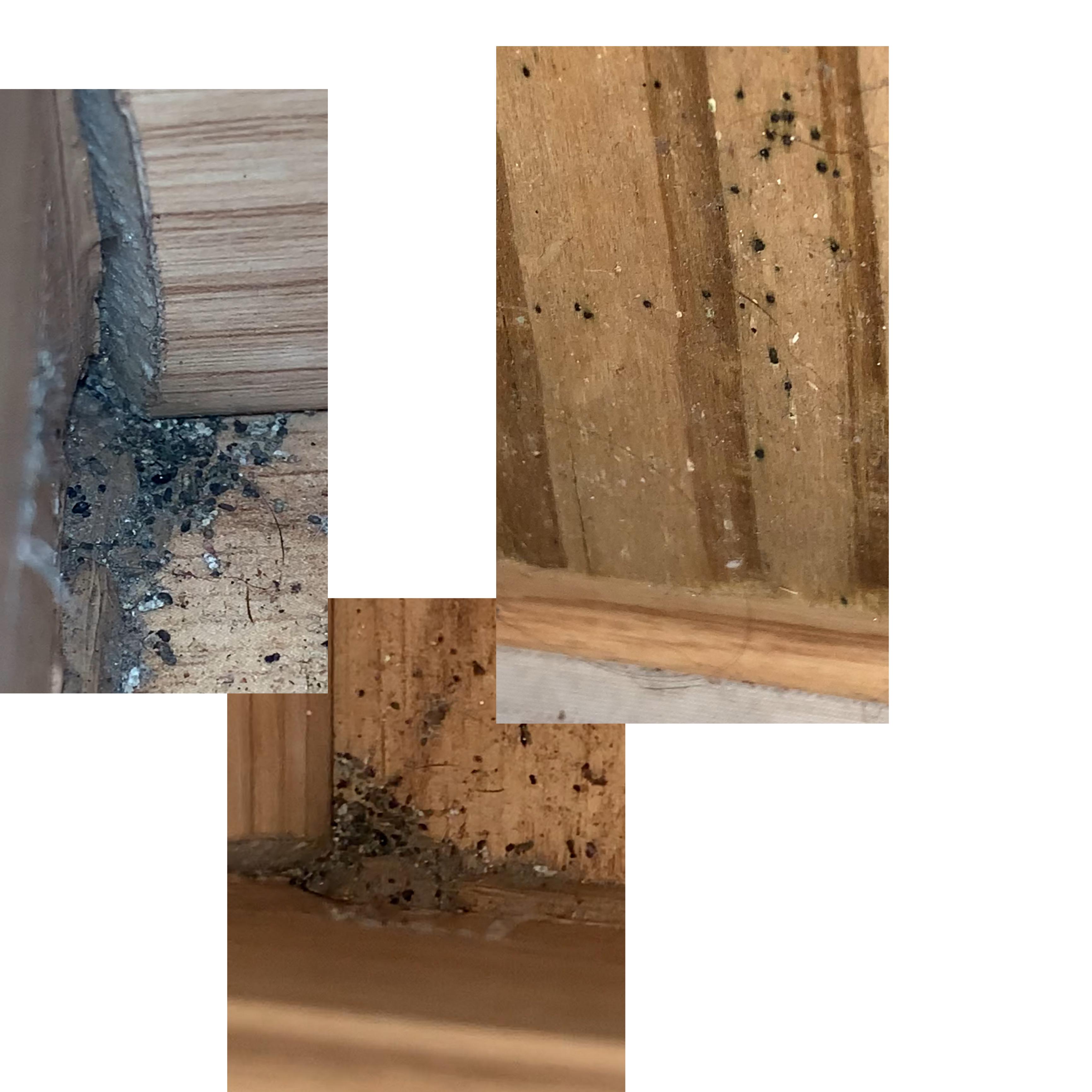 Posted back DONT k ow how to add pics. Are these 100000 bed bugs or could it be dirt and dust