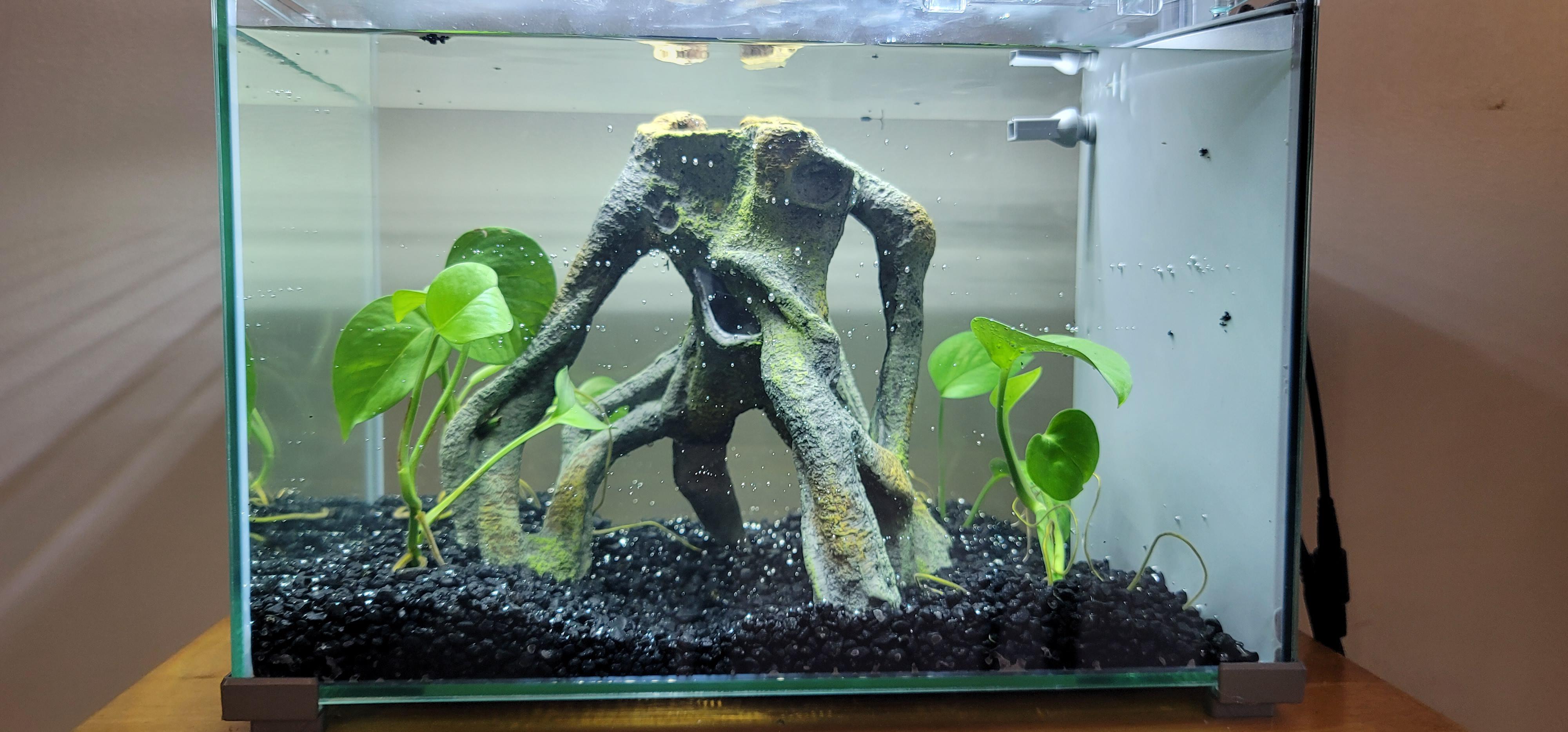 How many can i keep in a 5gal? r/Guppies