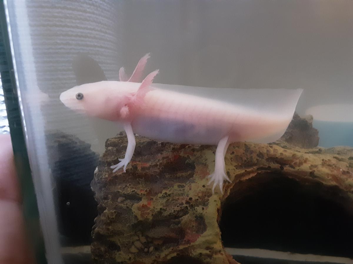 does anyone know if I should put sand in my axolotl tank? my axolotl is 5 inches in length now